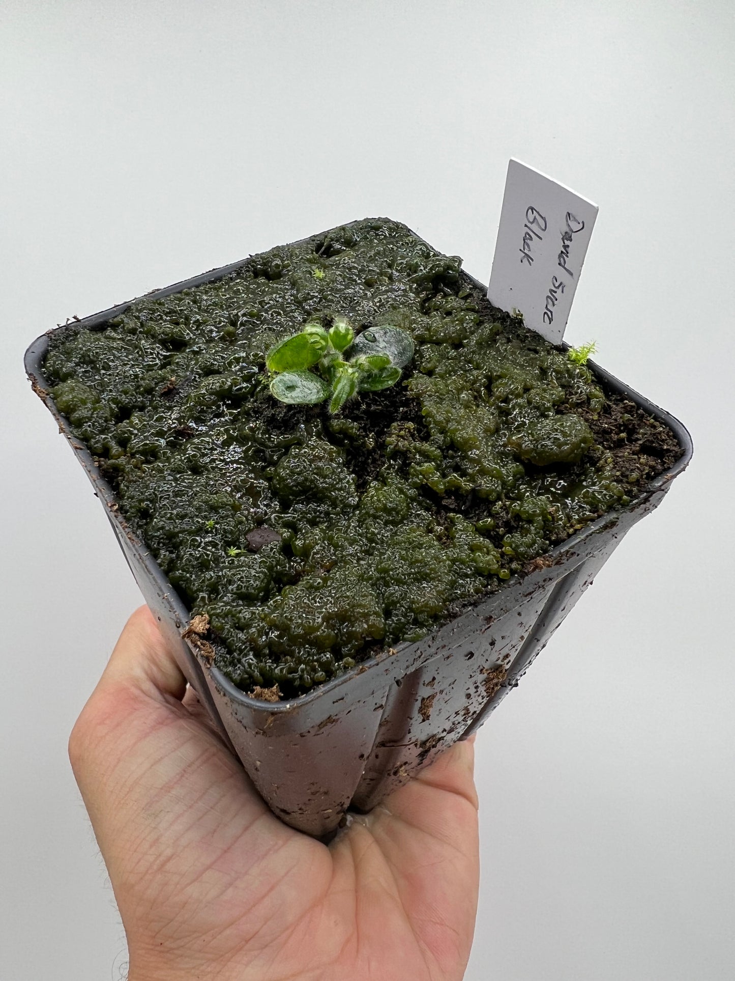 Cephalotus follicularis “David Švarc Black”