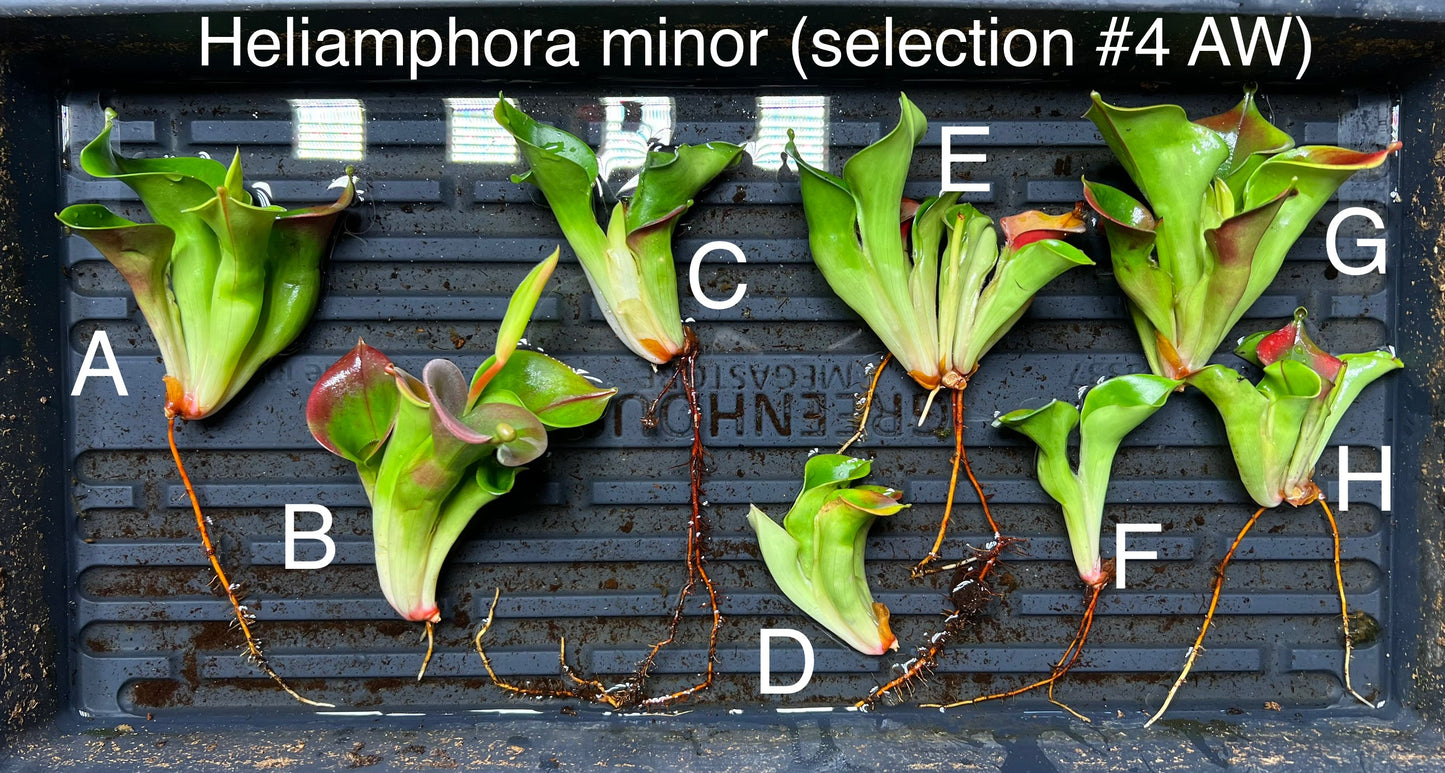 Heliamphora minor (selection #4 AW) - Fresh Divisions