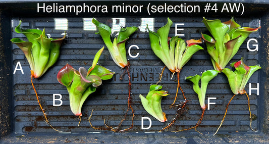 Heliamphora minor (selection #4 AW) - Fresh Divisions