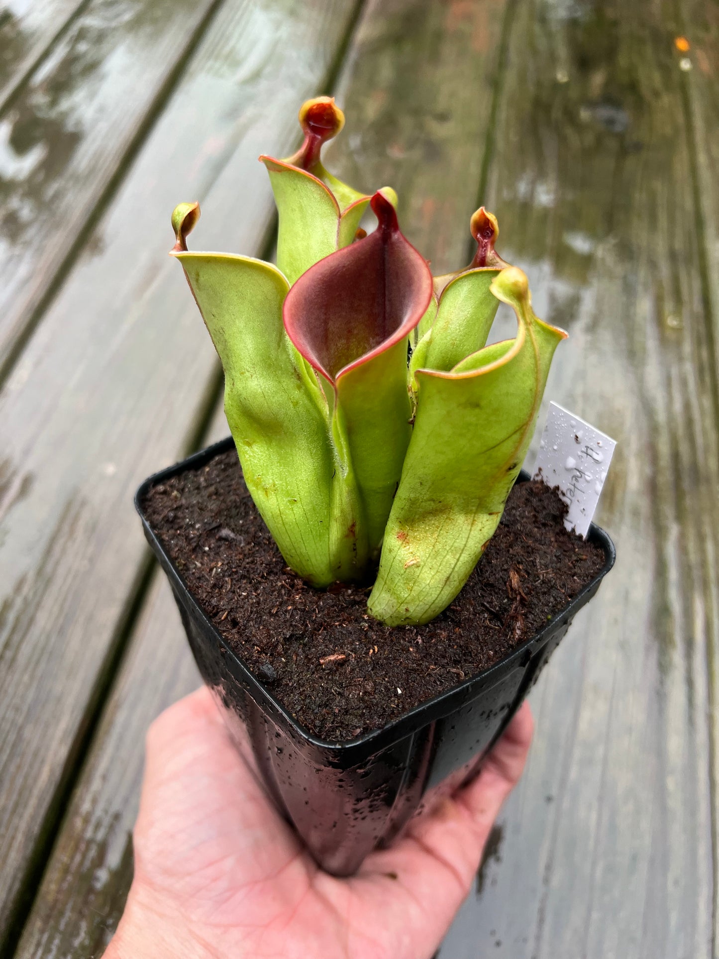 Heliamphora heterodoxa x minor - Potted Division