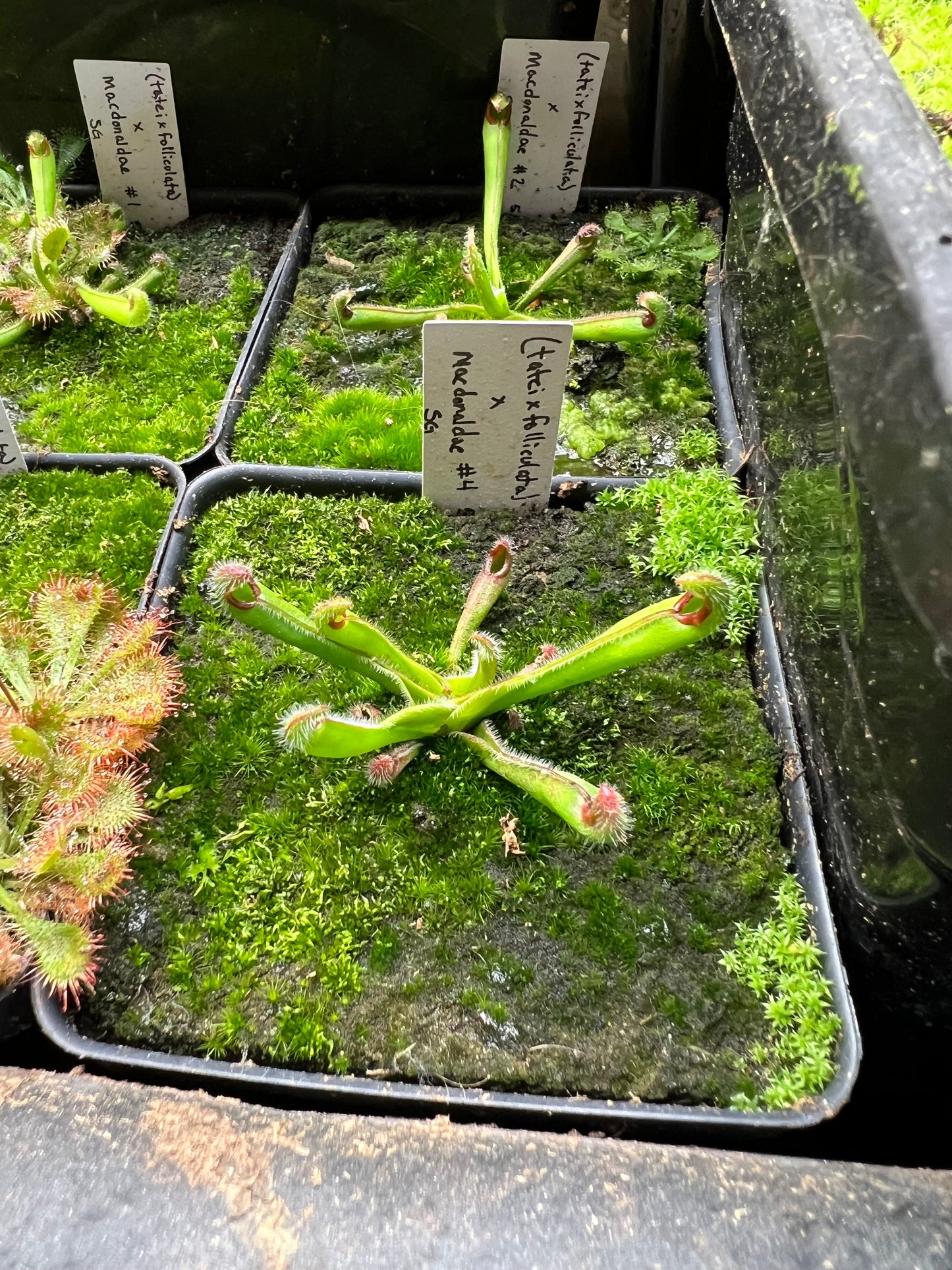 Heliamphora (tatei x folliculata) x macdonaldae (sg#4) 5.26.24