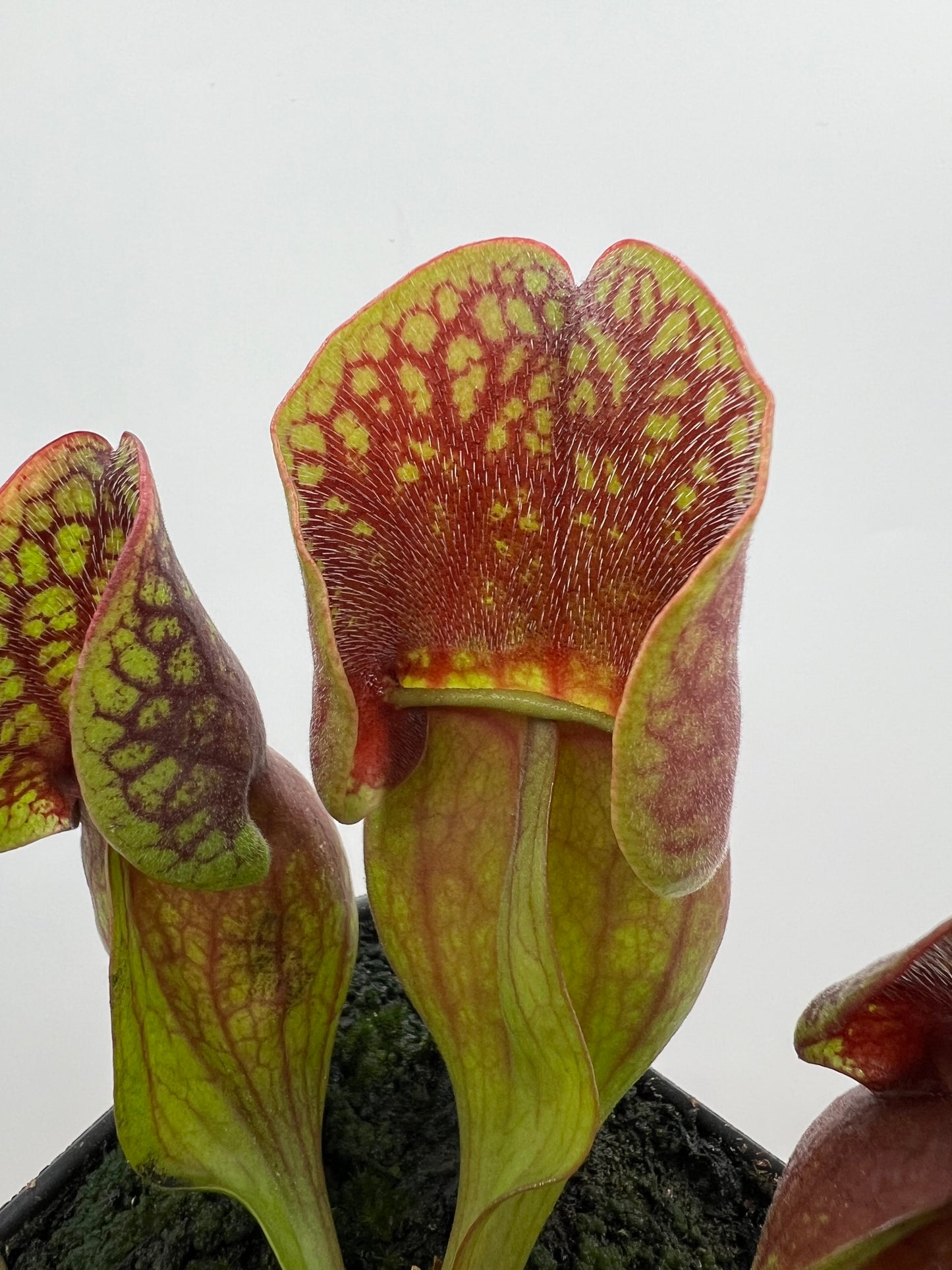 Sarracenia purpurea ssp. purpurea (Centre Co, PA) - Seed Grown #108