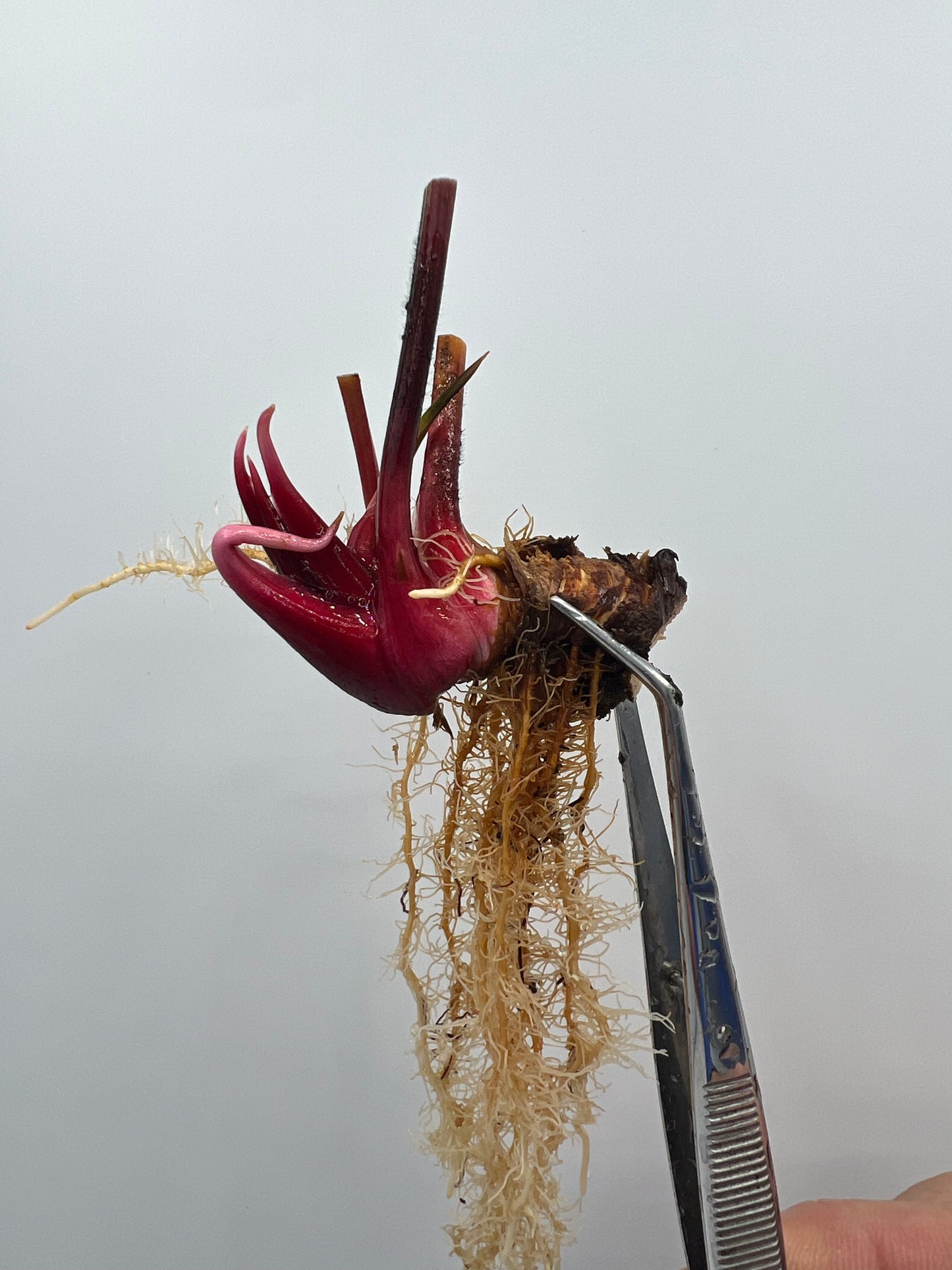 Sarracenia ‘Royal Ruby’