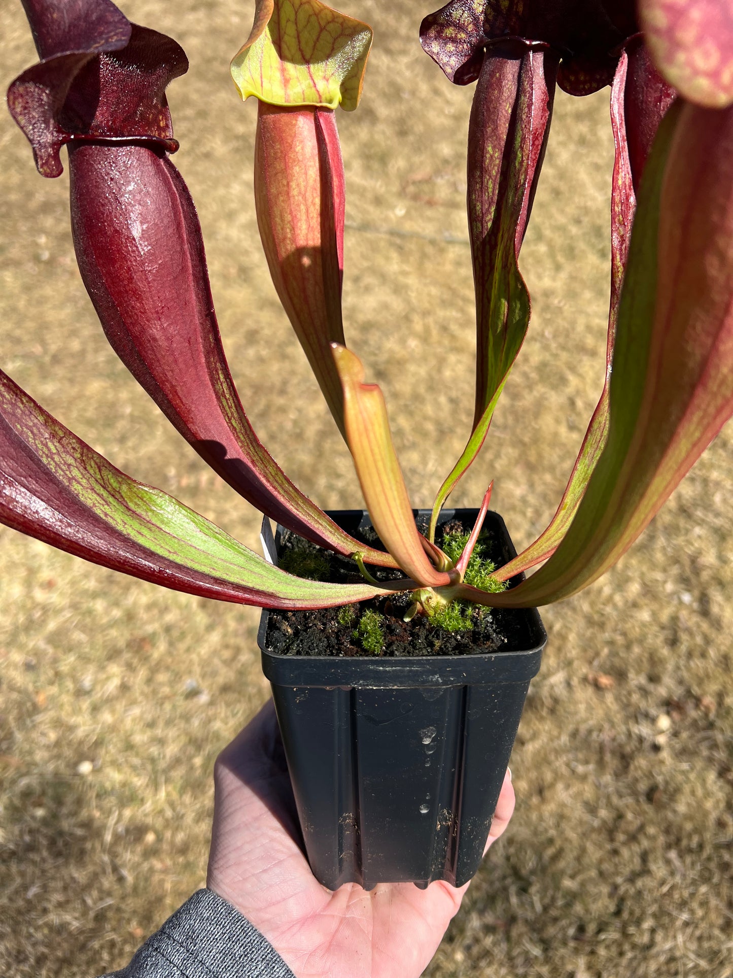 Sarracenia x catesbaei - (flava var. rubricorp. x purp. venosa) - Seed Grown #4
