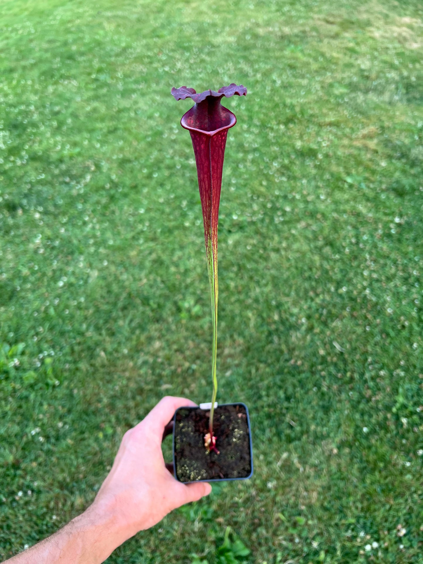 Sarracenia “Purple Sparks” - (Phil Faulisi)