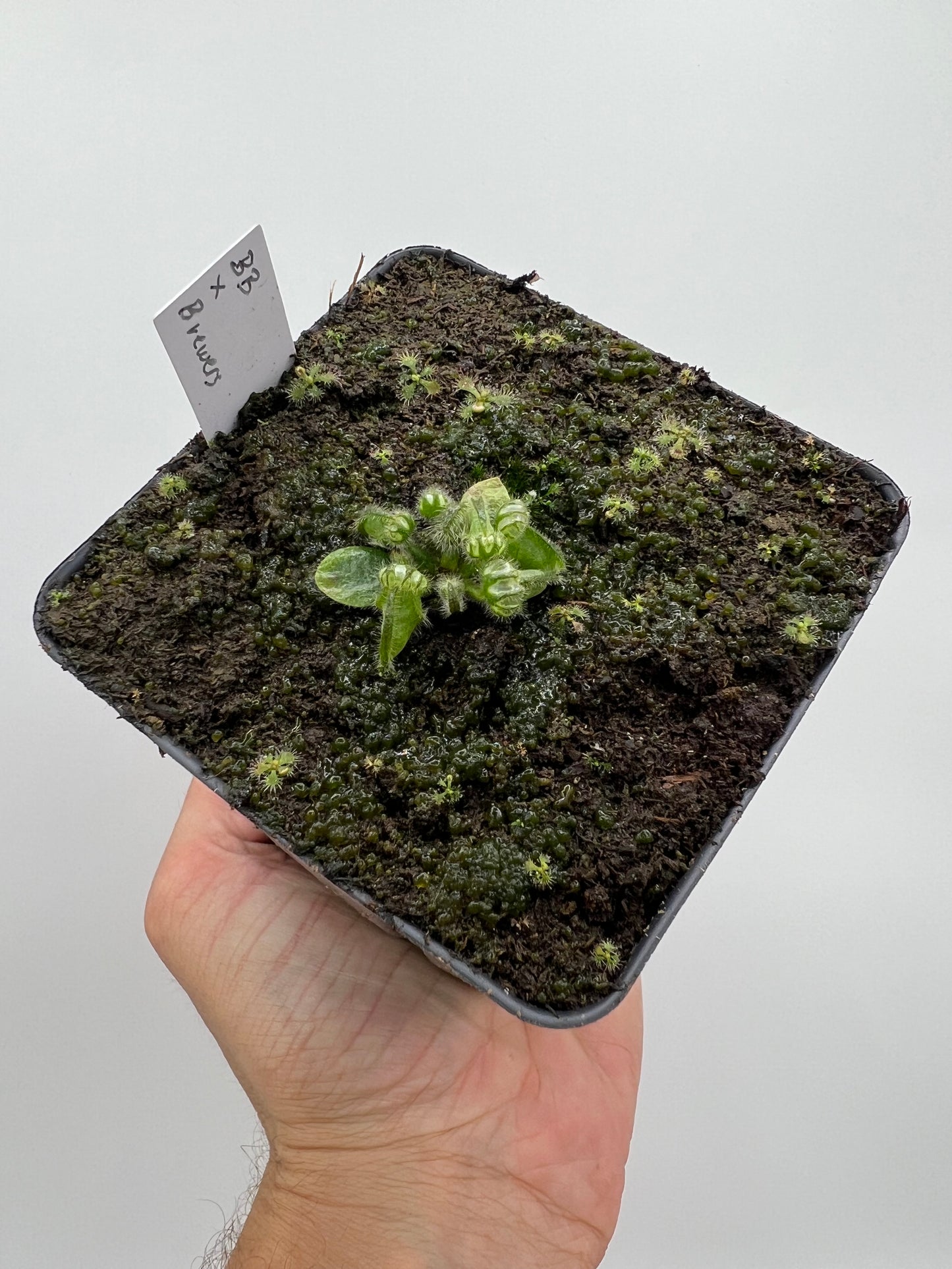 Cephalotus follicularis “Brewers Beauty” x “Brewers”