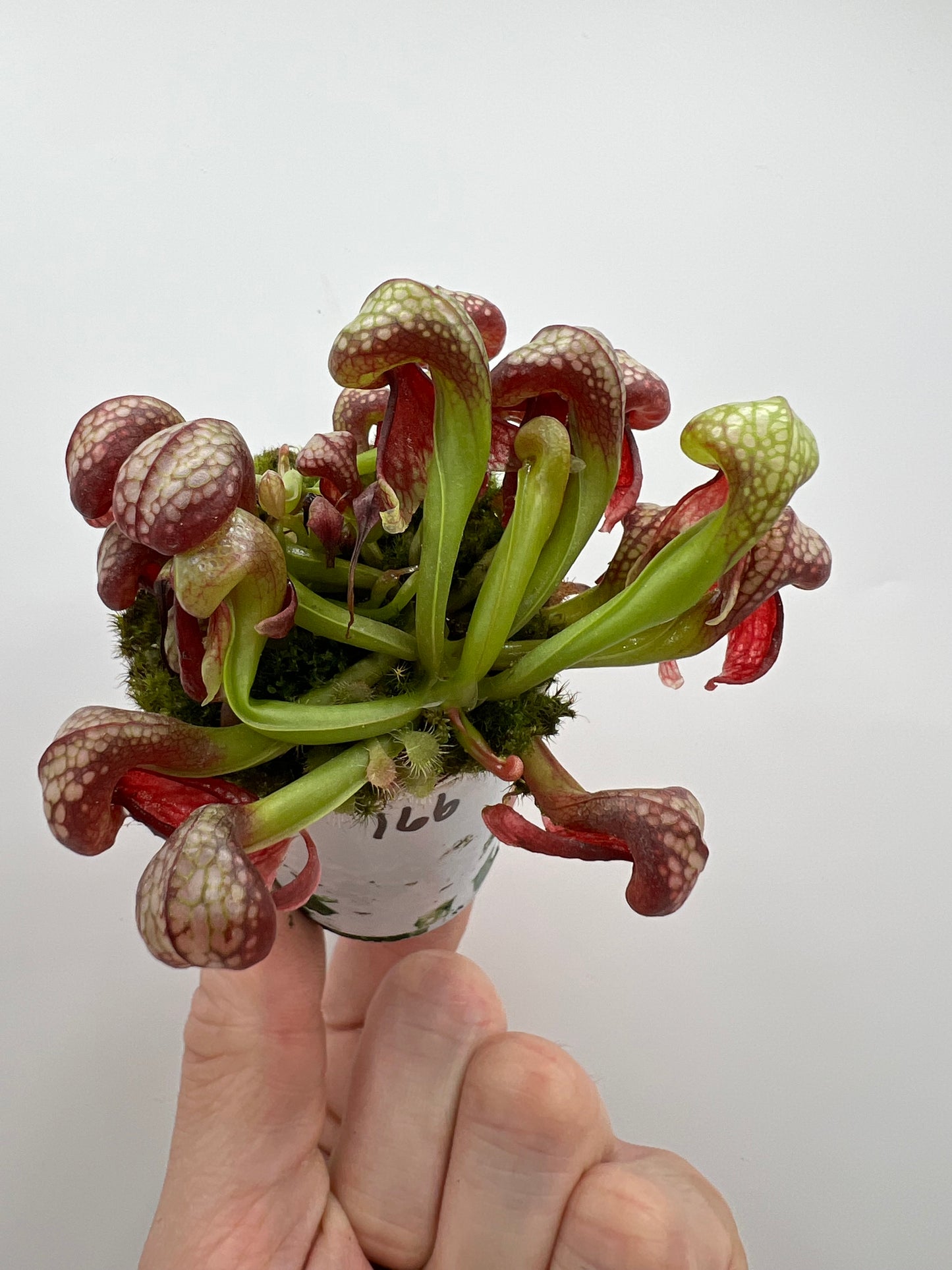 Darlingtonia californica (Cobra Pitcher Plant) - Seed Grown #166