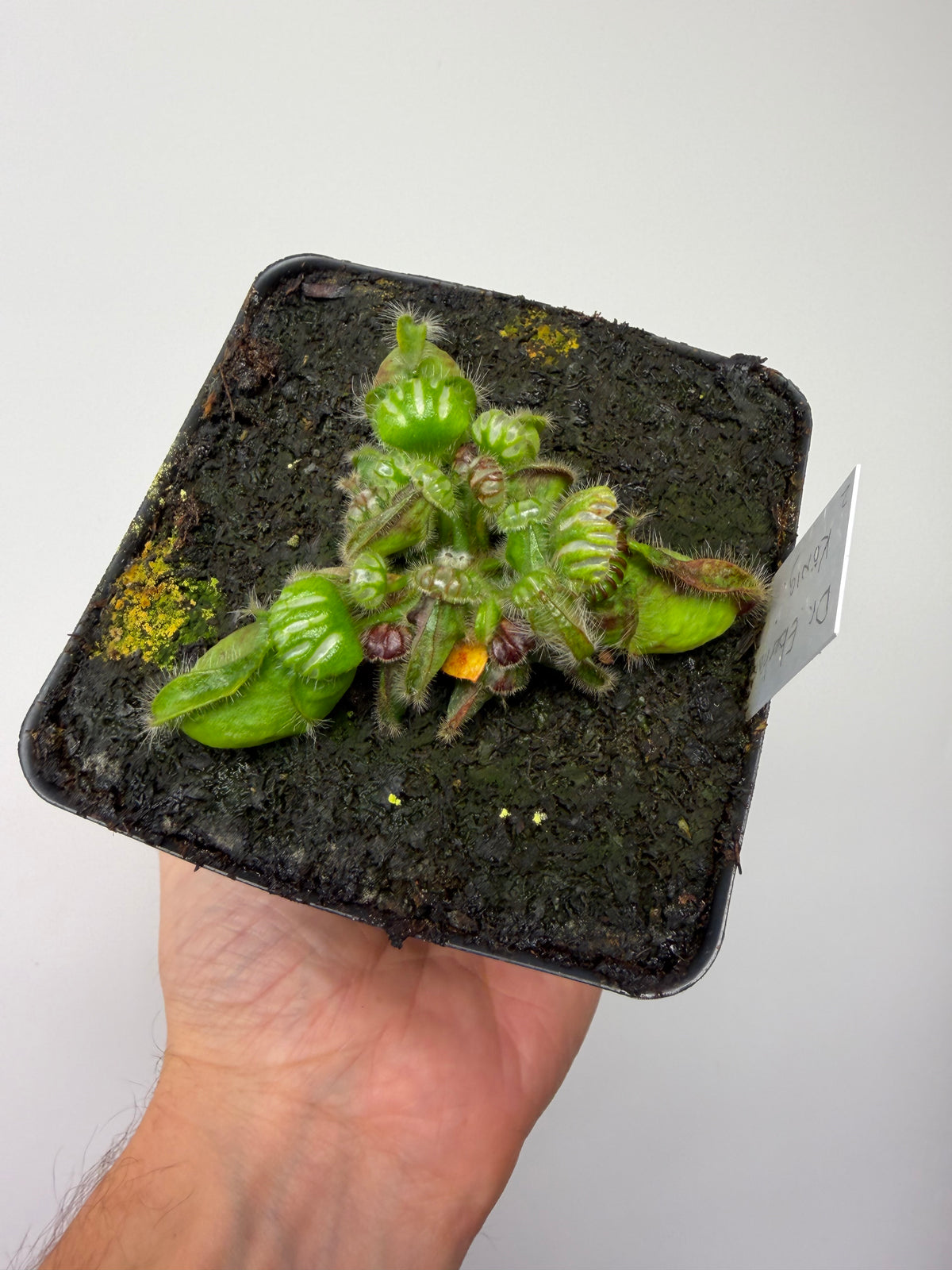 Cephalotus follicularis “Dr. Eberhard König” #2