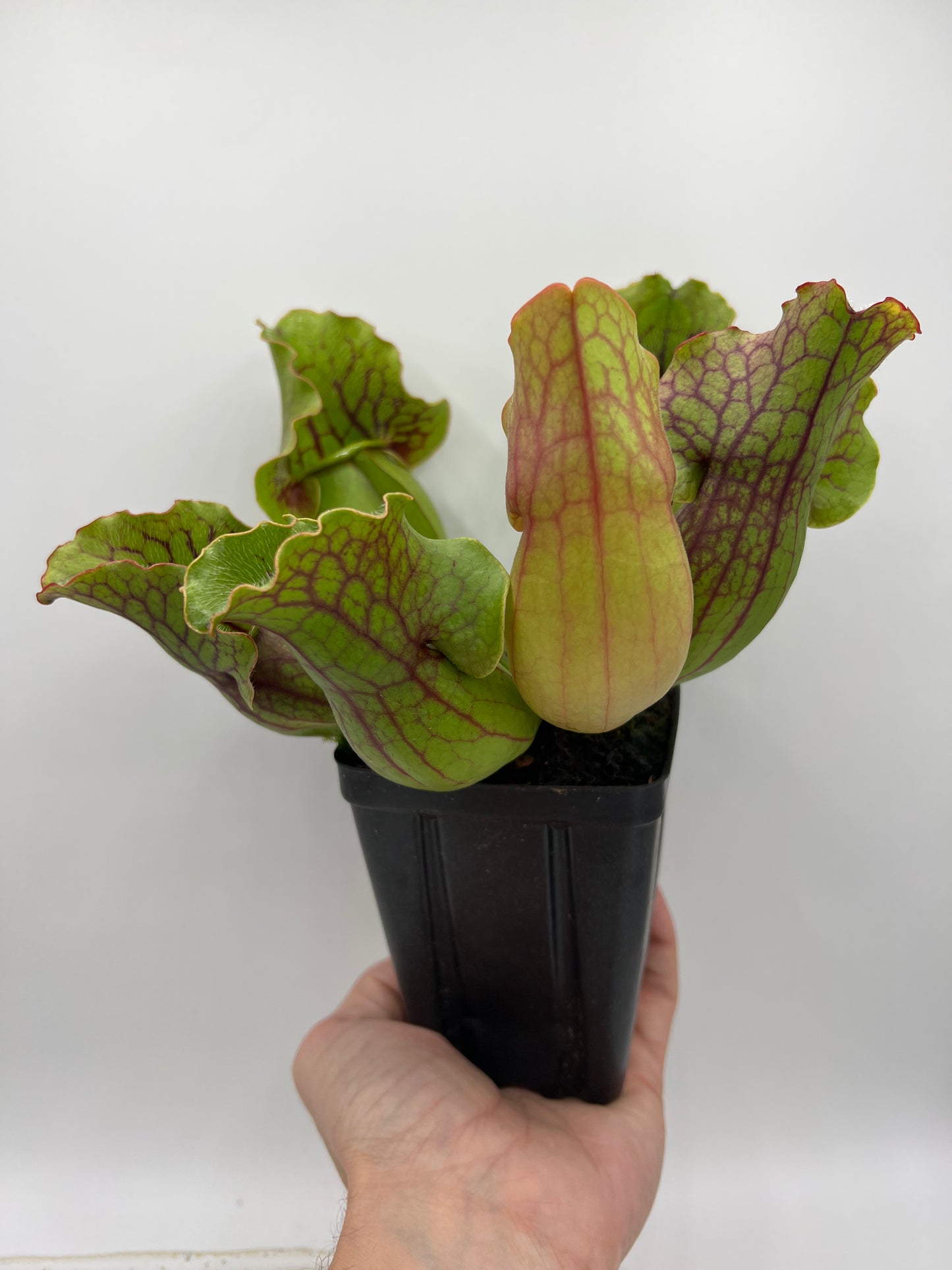 Sarracenia purpurea ssp. purpurea (Centre Co, PA) x (Bruce Co, ON CA) - XL