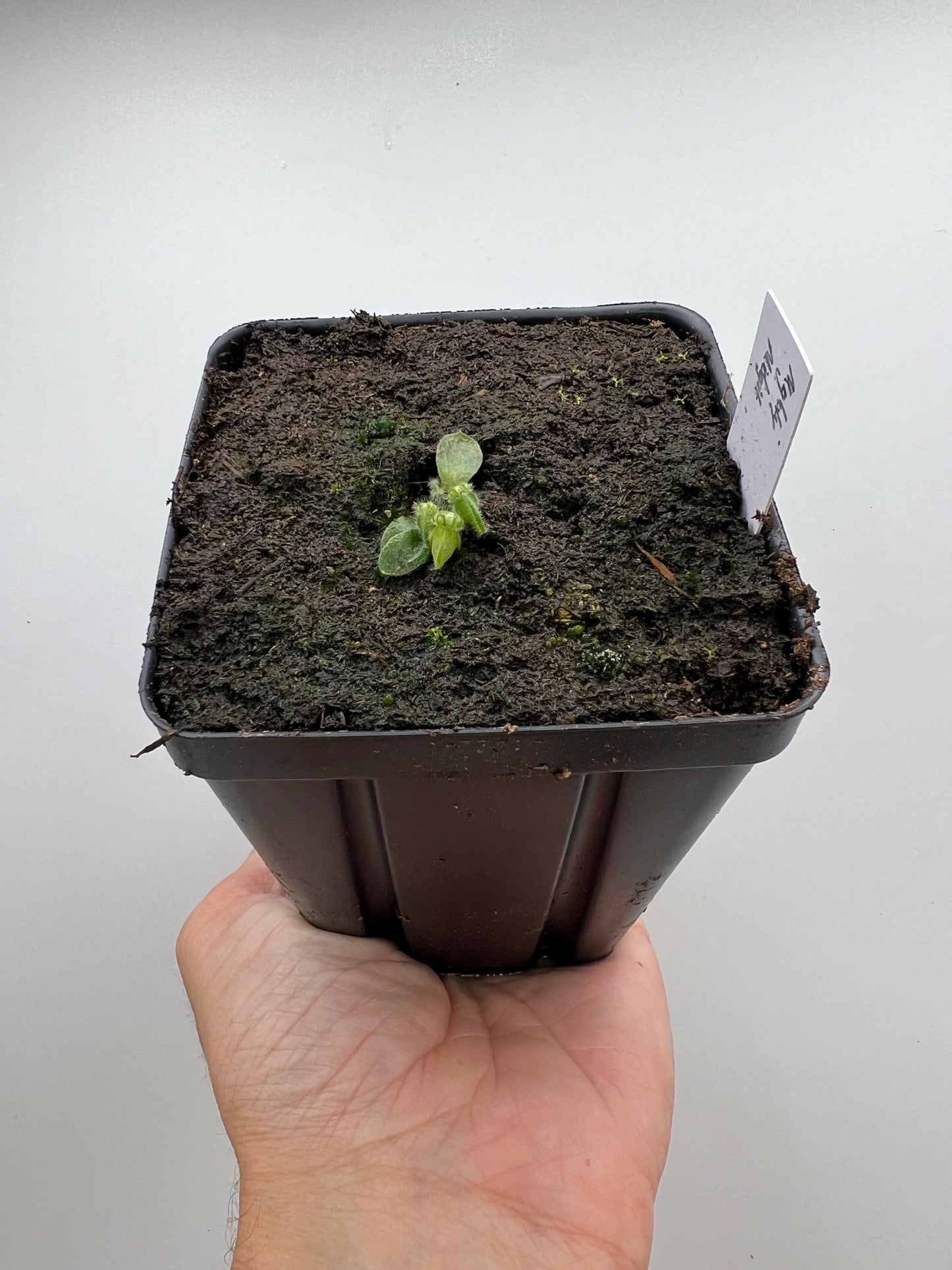 Cephalotus follicularis “Mighty Midget” - *Rare*