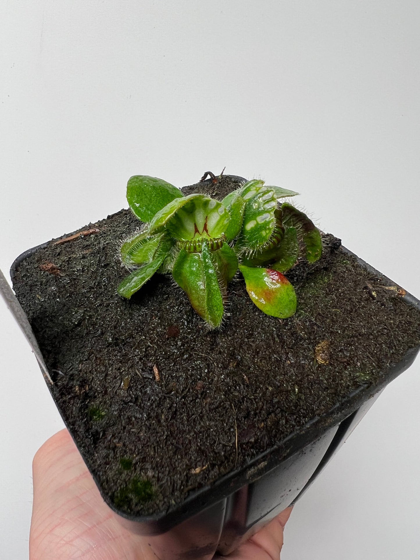 Cephalotus follicularis “Brewers Beauty” x “Brewers”