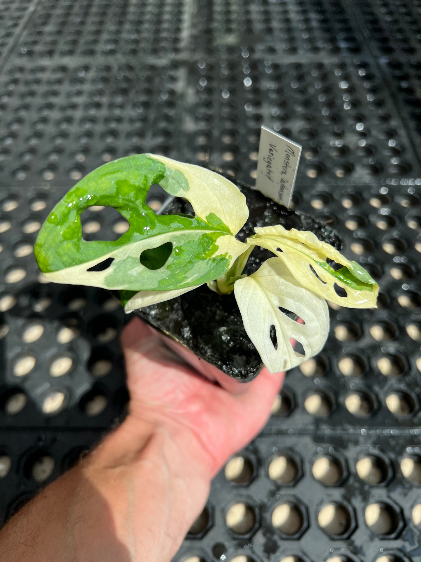 Monstera adansonii “Tricolor” LC