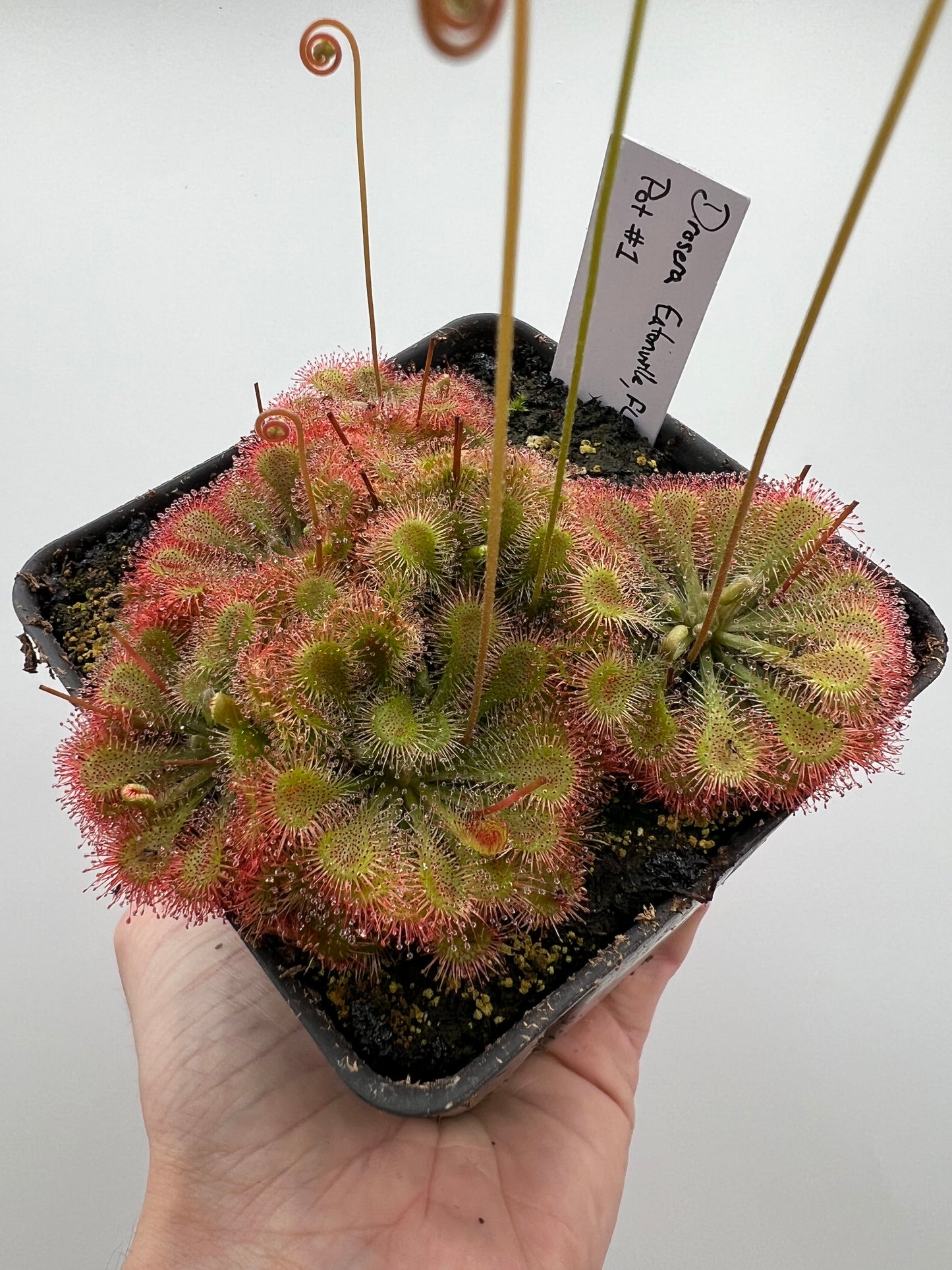 Drosera “Eatonville, FL” - Pot #1