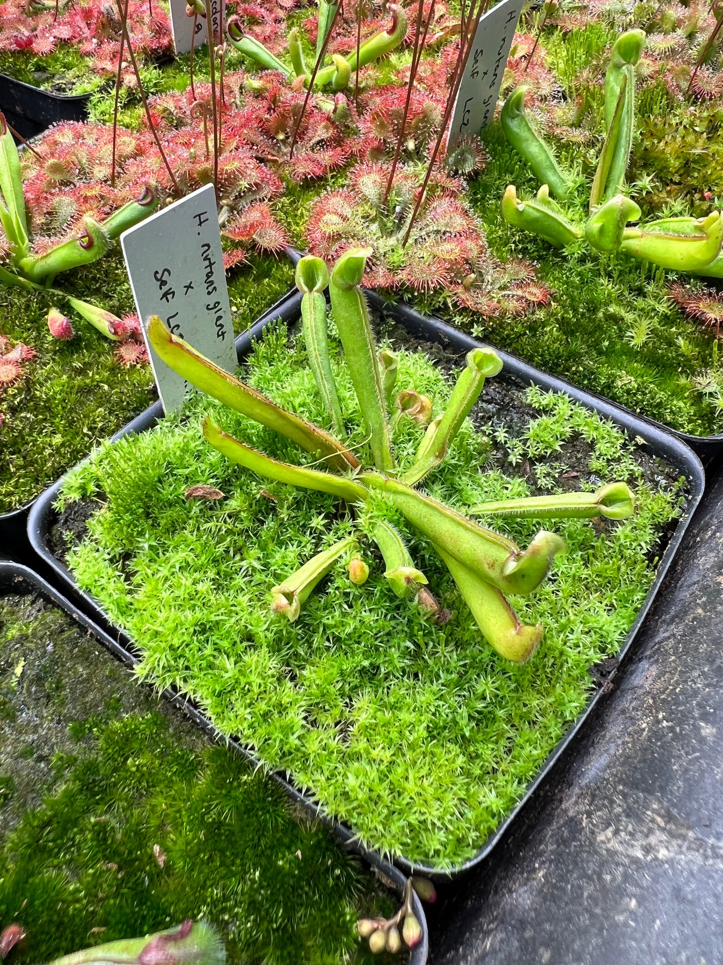 Heliamphora Nutans Giant x self (LC2 6.9.19)