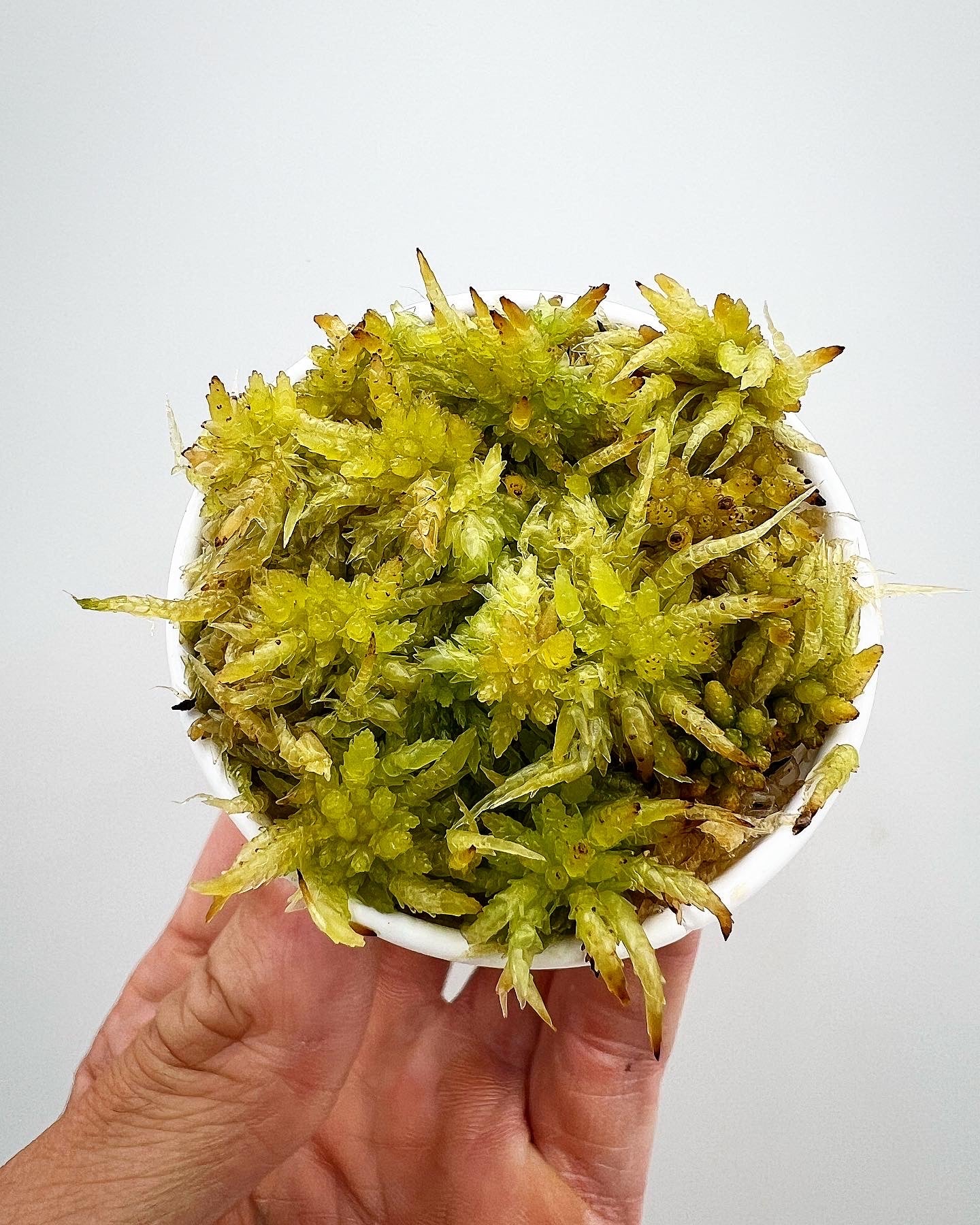 Live Sphagnum Moss - (Add-On Item)