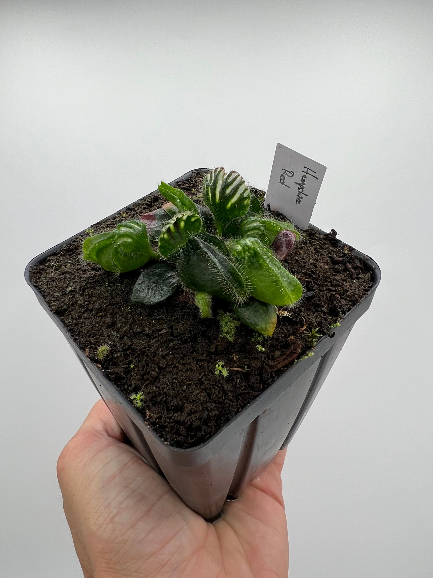 Cephalotus follicularis “Hampshire Red”