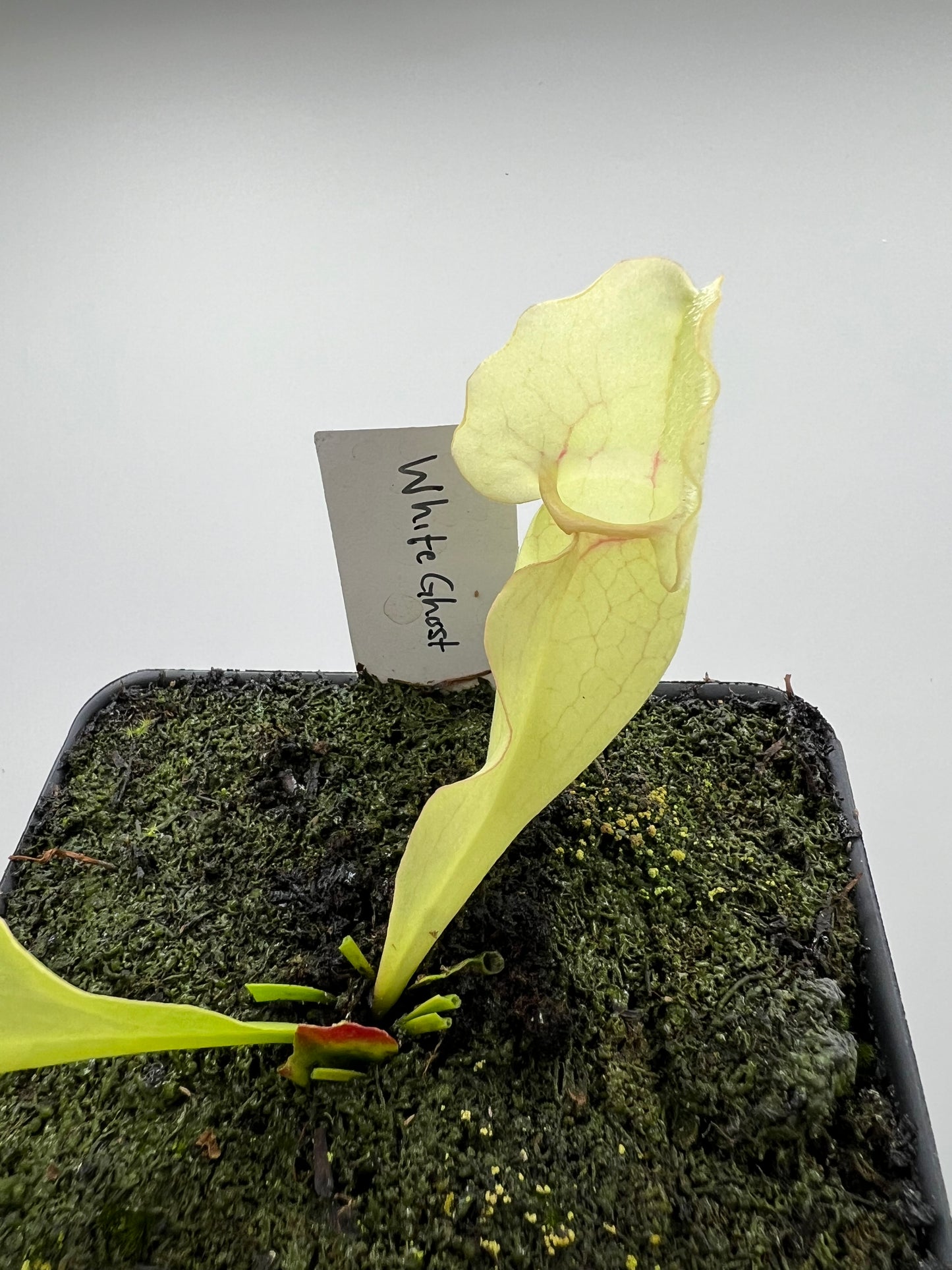 Sarracenia purpurea ssp. venosa “White Ghost” - Araflora