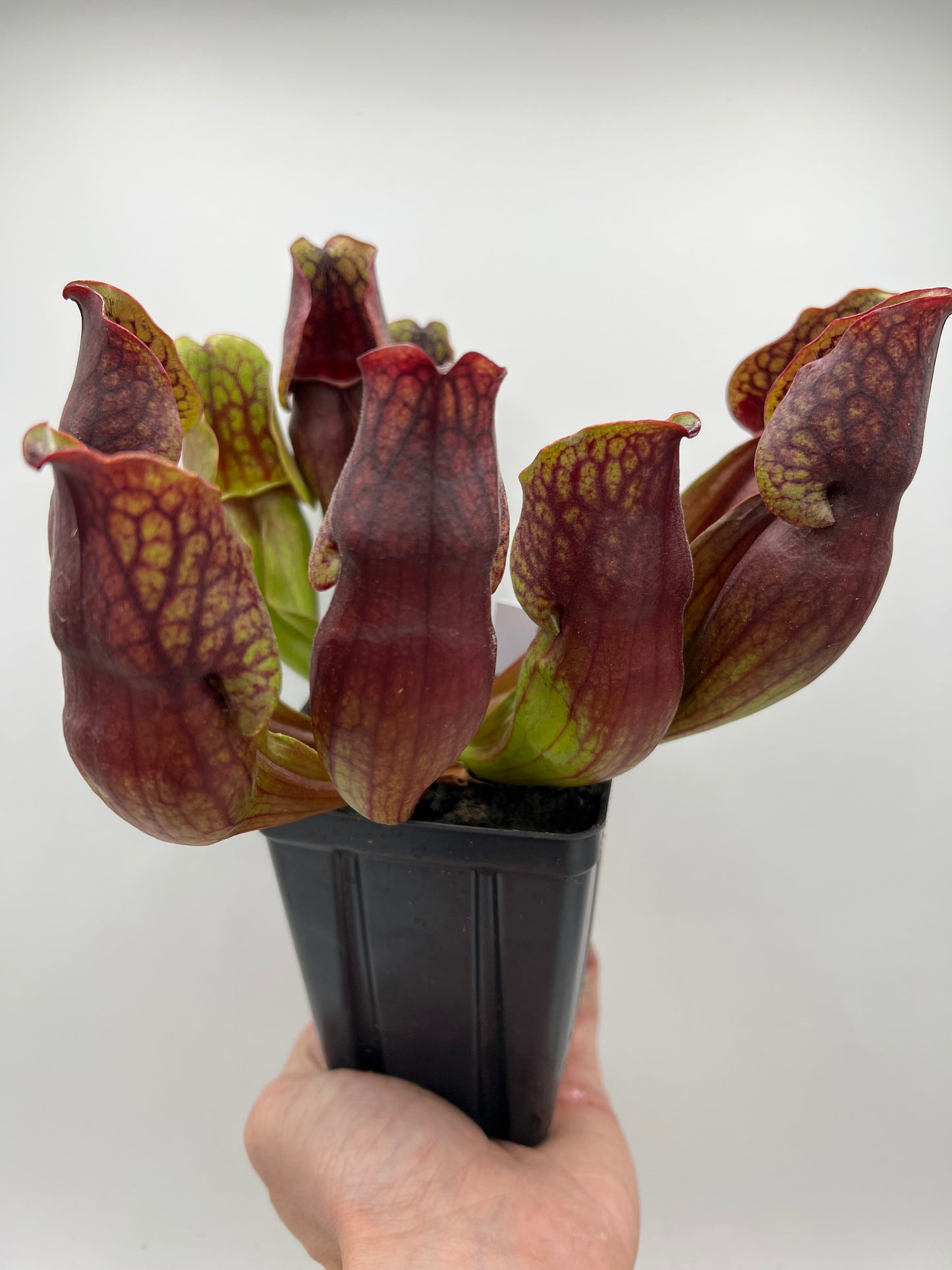 Sarracenia purpurea ssp. purpurea (Centre Co, PA) - Seed Grown #97