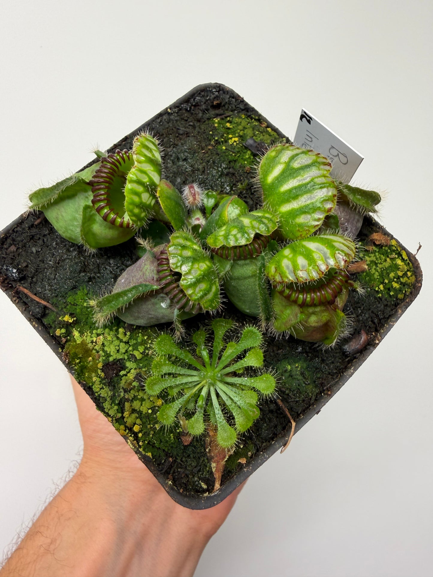Cephalotus follicularis “Broke Inlet” (12)