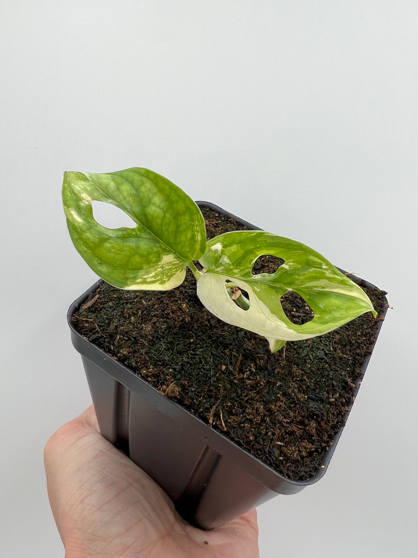 Monstera adansonii ‘Japanese Tricolor’