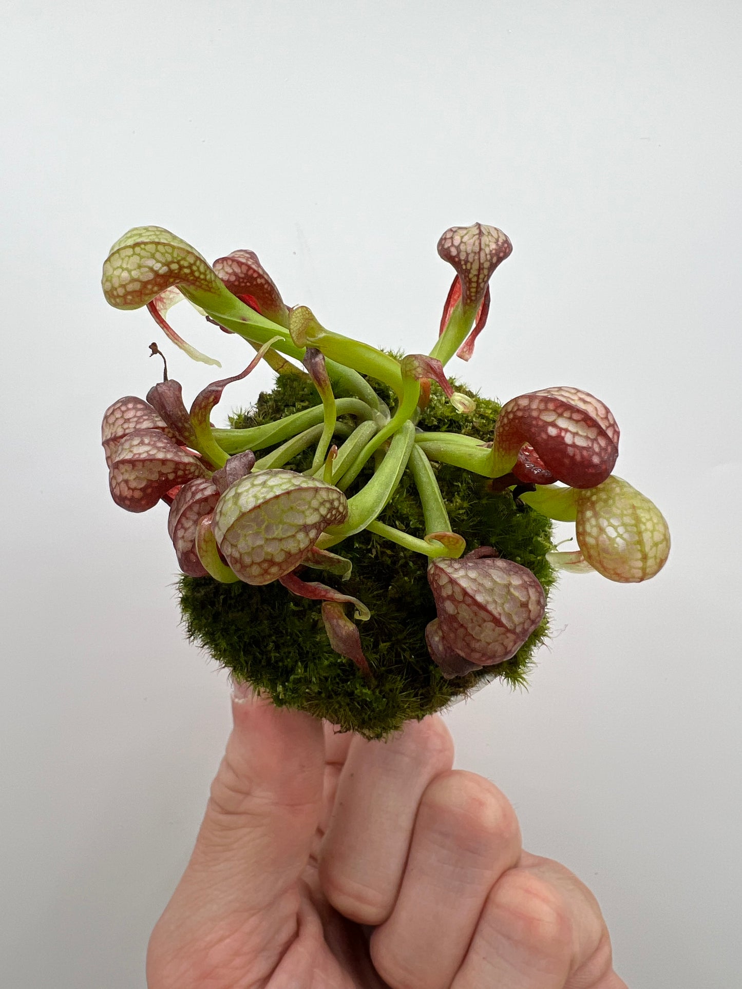 Darlingtonia californica (Cobra Pitcher Plant) - Seed Grown #170