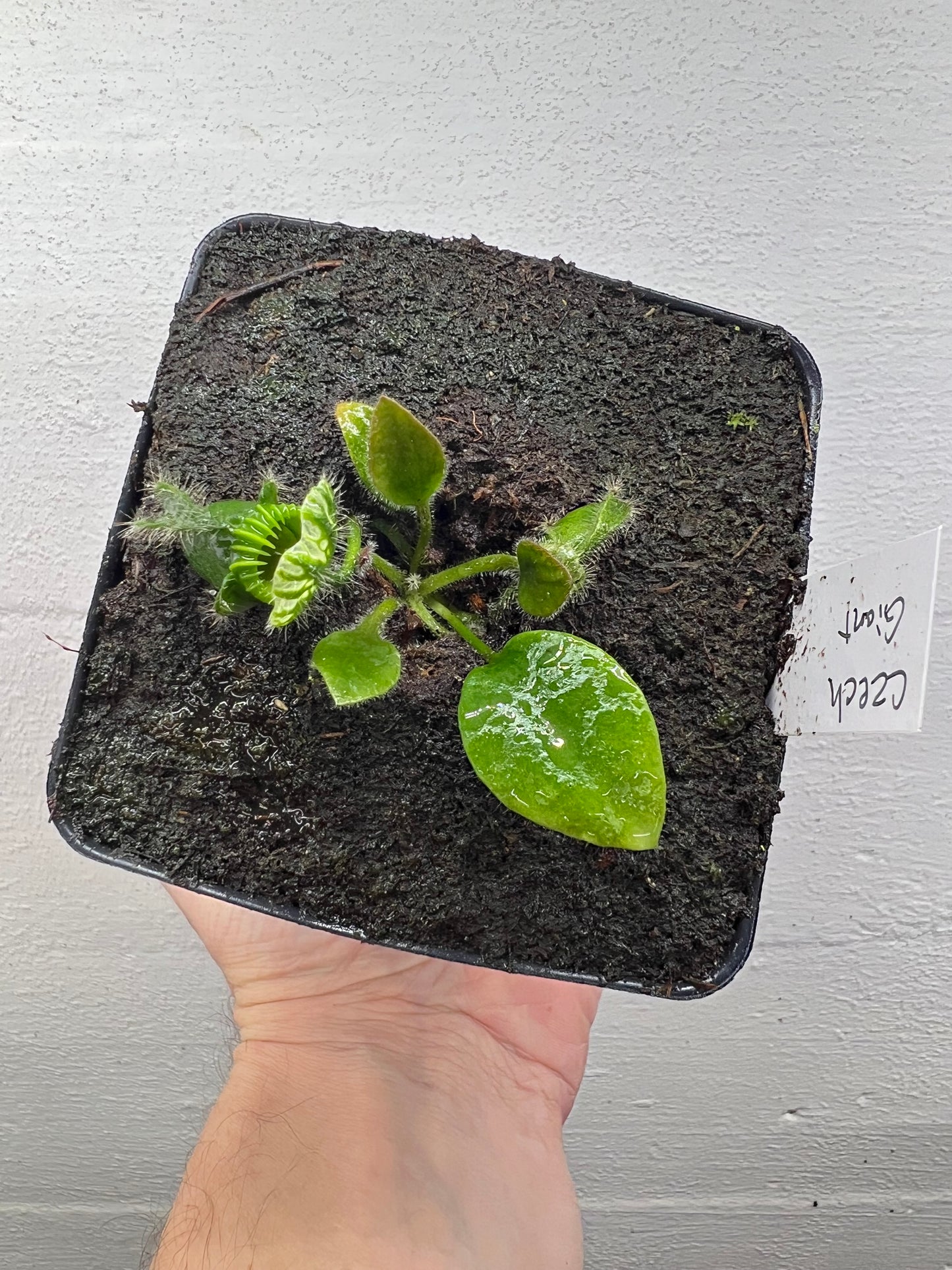 Cephalotus follicularis “Czech Giant”