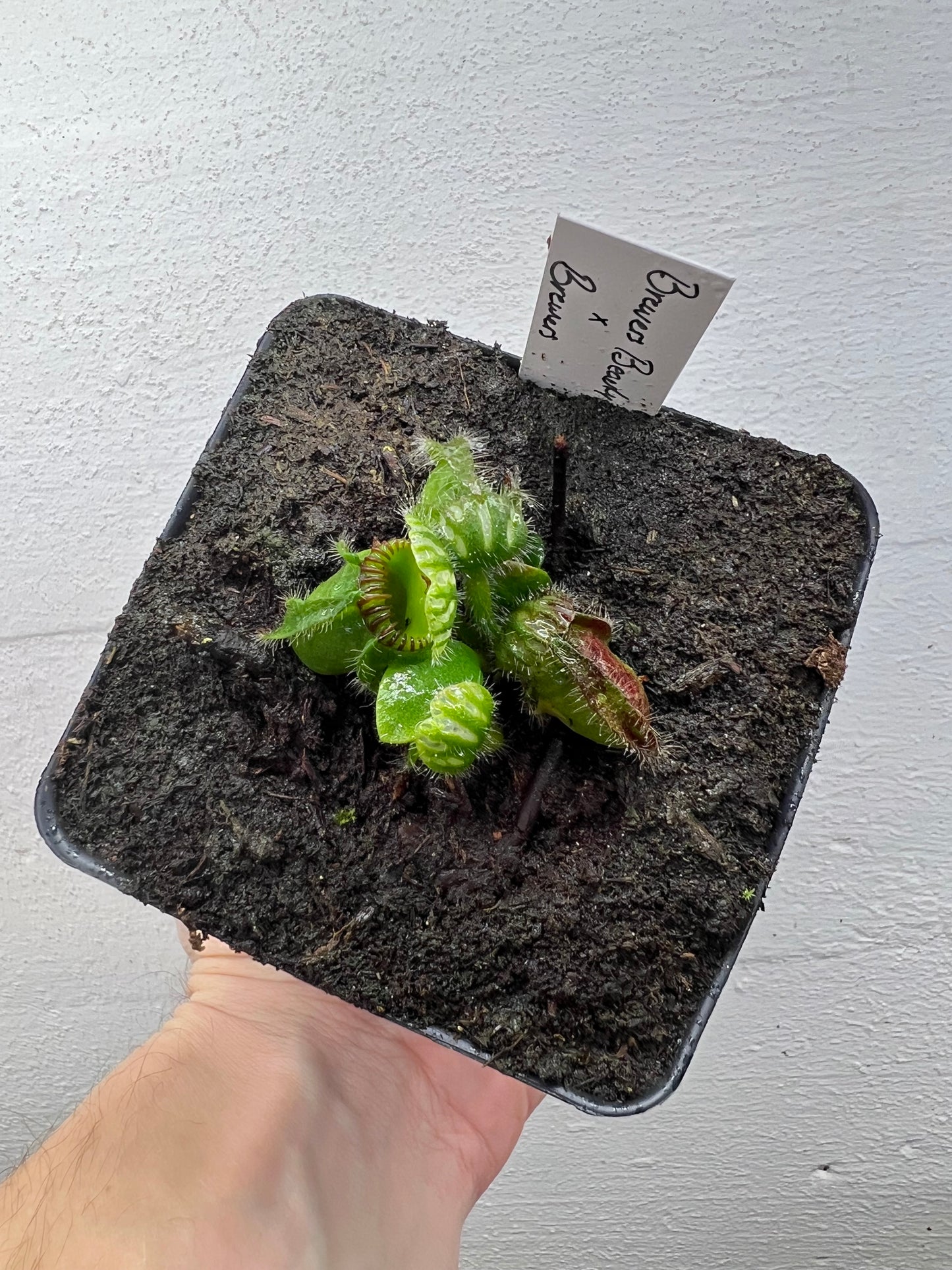 Cephalotus follicularis “Brewers Beauty” x “Brewers”