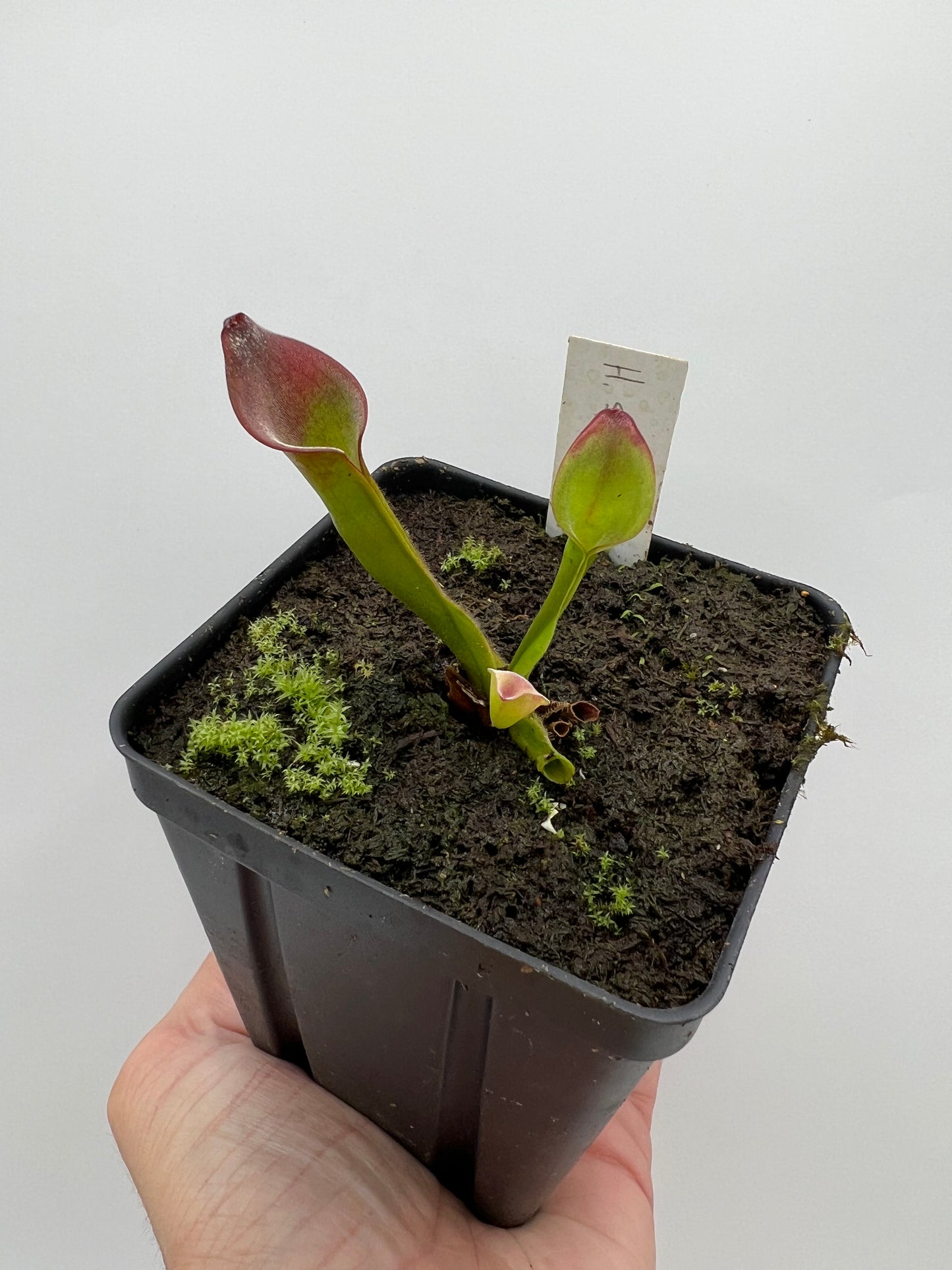 Heliamphora spec. nov. Angasima