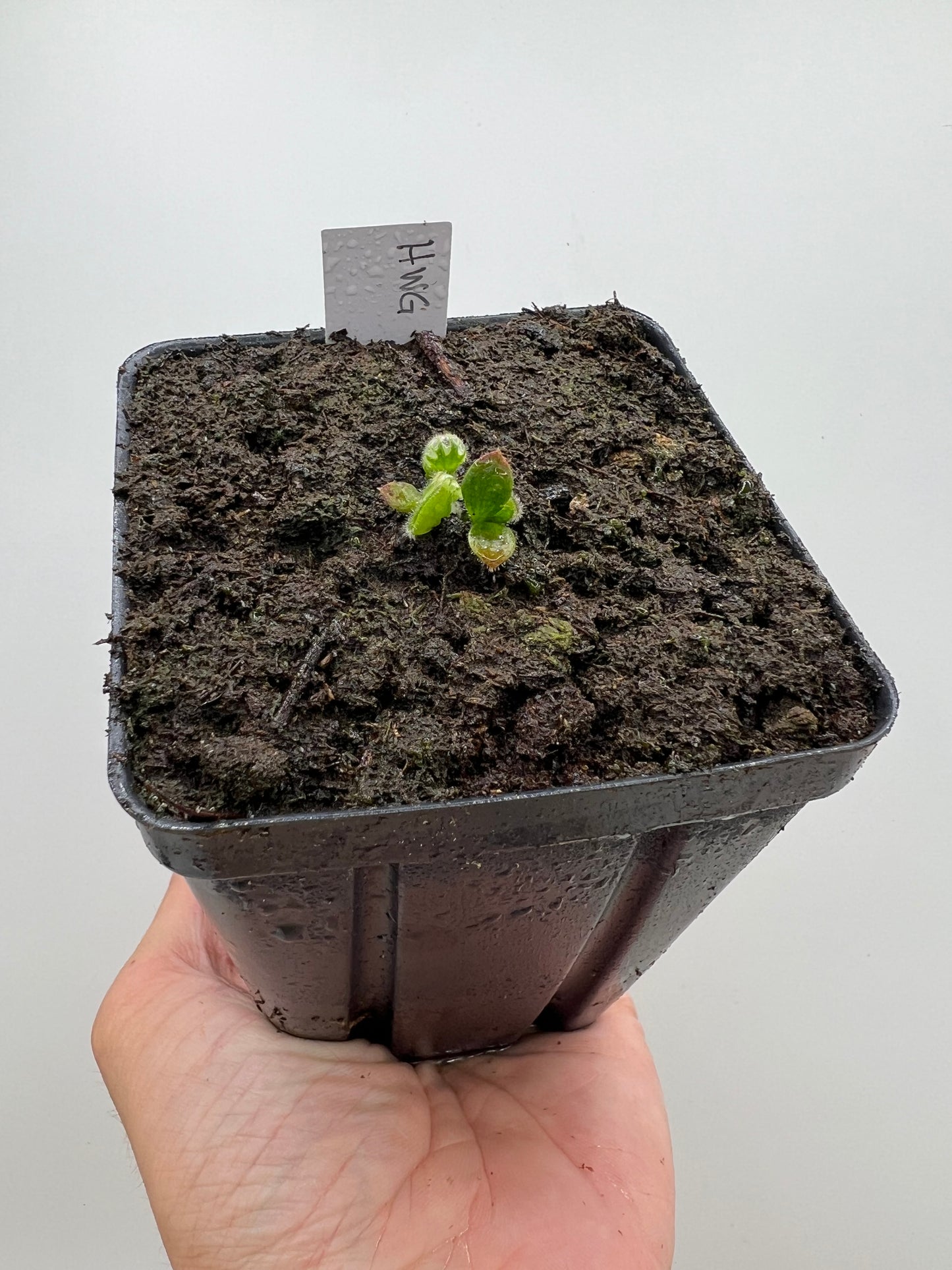 Cephalotus follicularis “Harald Weiner Giant” (aka True Giant)