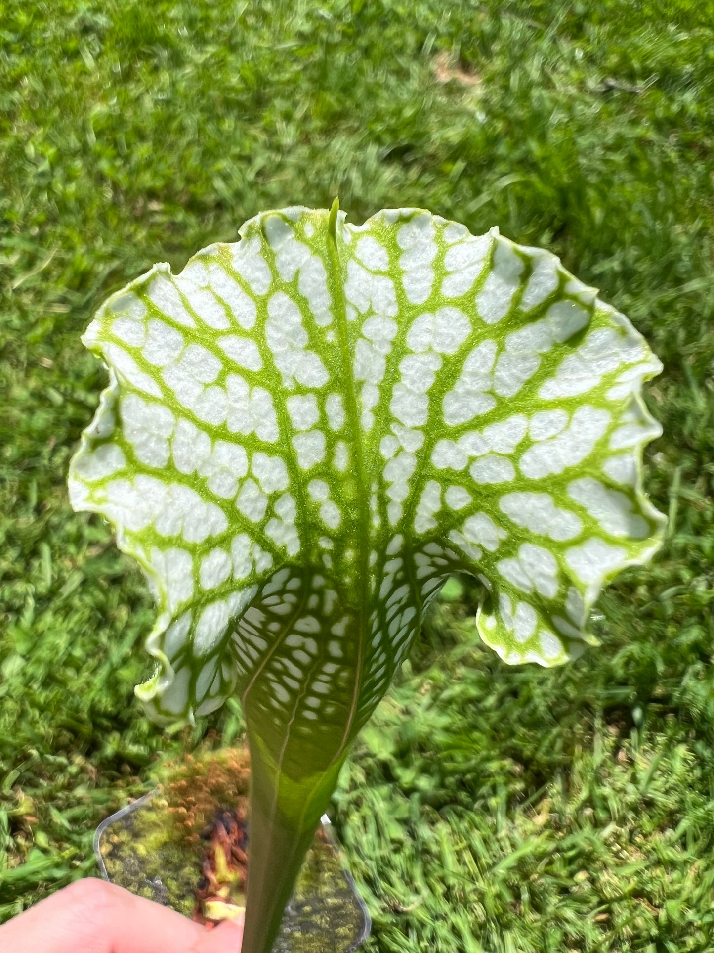 Sarracenia leucophylla “Hurricane Creek White” Clone A x self - Seed Grown #8