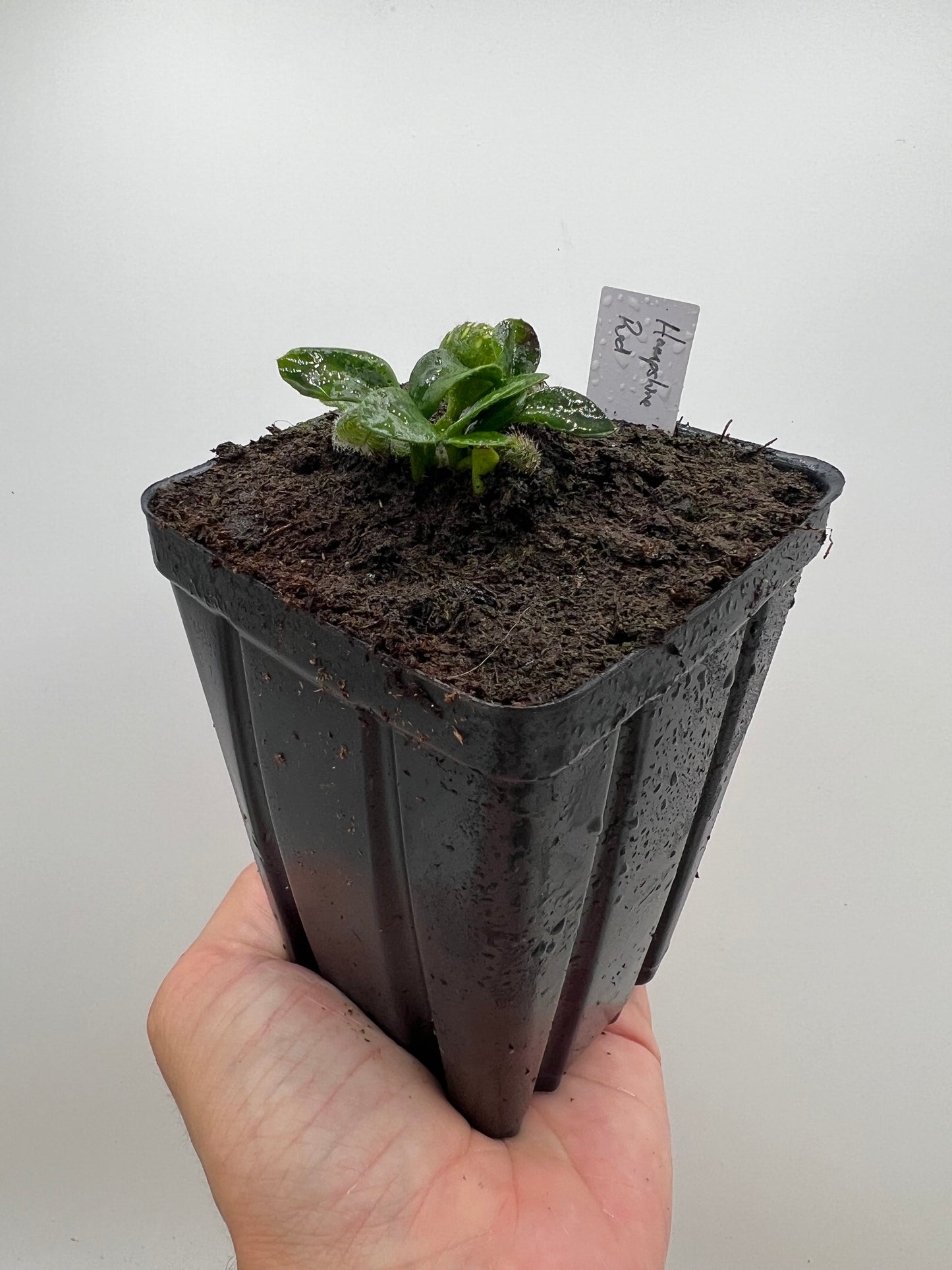 Cephalotus follicularis “Hampshire Red”