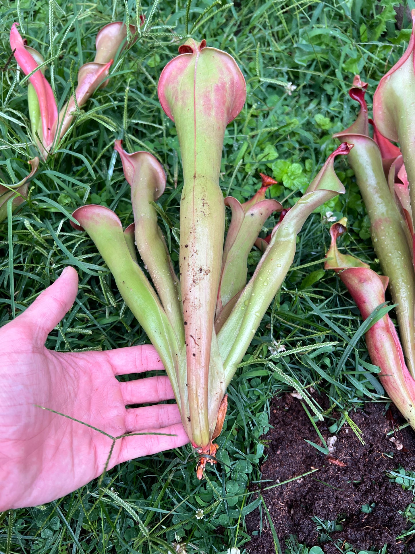 Heliamphora “Godzilla” - Fresh Divisions