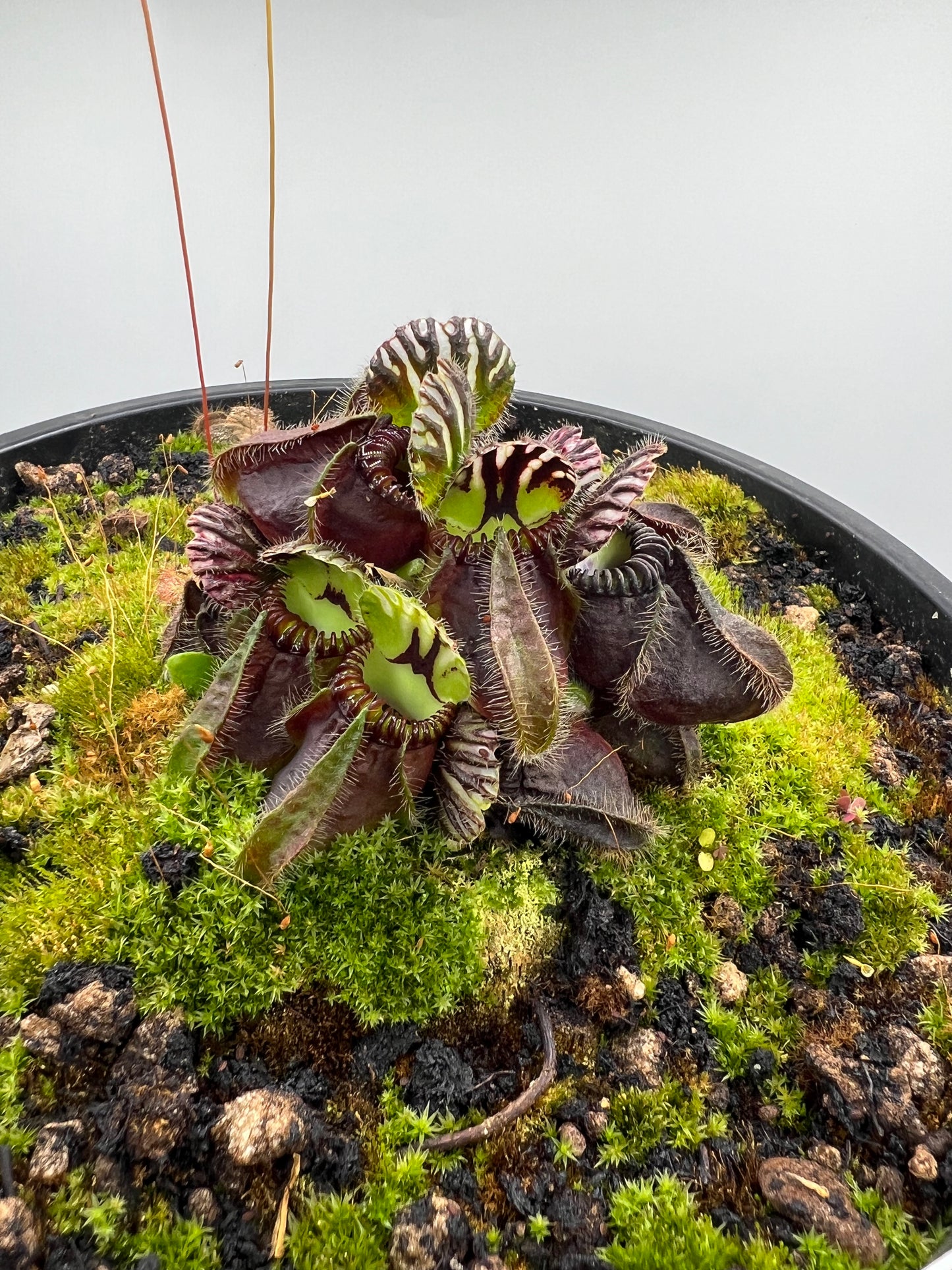 Cephalotus follicularis “David Švarc Black” - 2 Gallon Pot, *Rare*