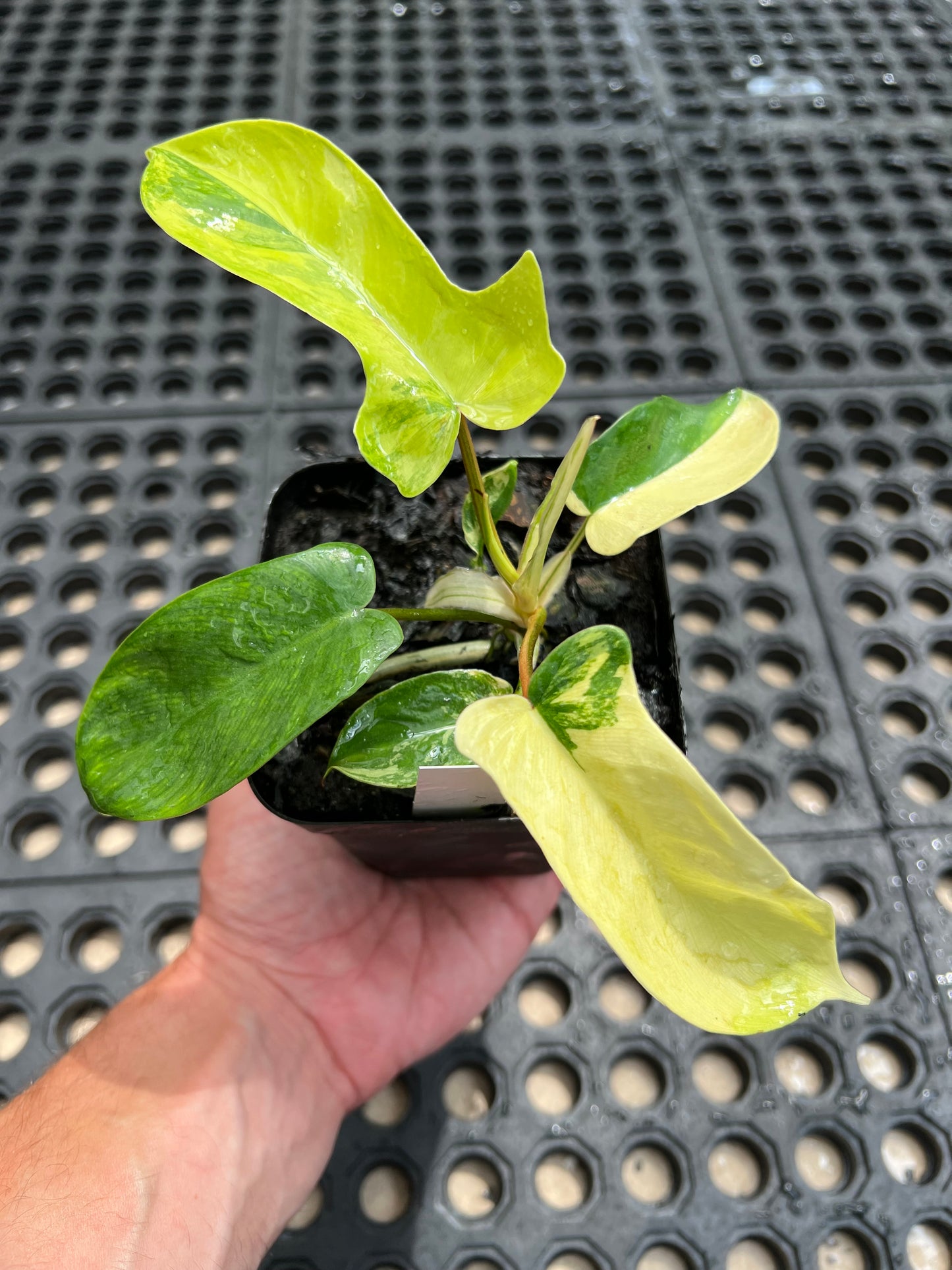 Philodendron ‘Florida Beauty’