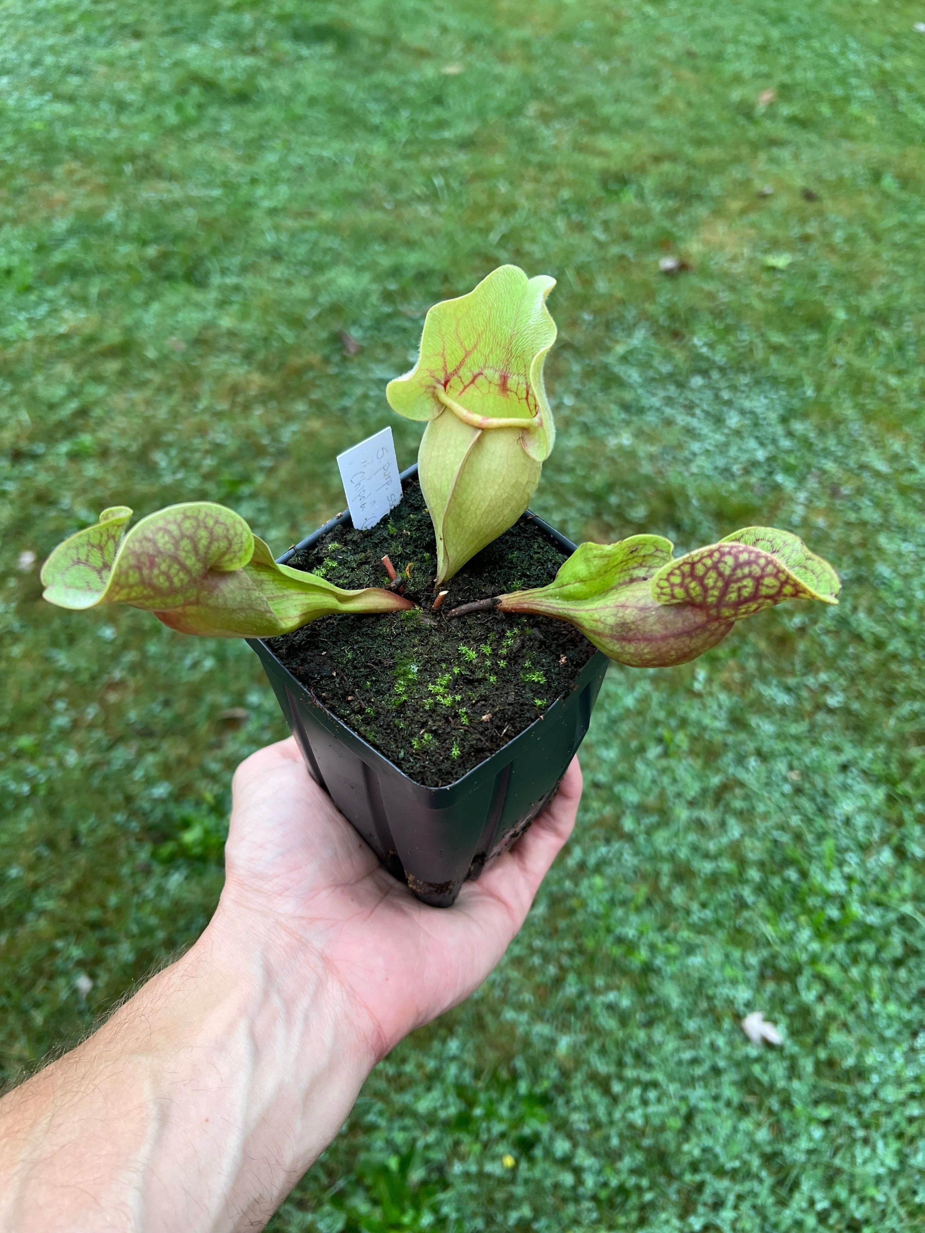 Sarracenia purpurea ssp. rosea “Chipola” (Liberty Co, FL) Manny H