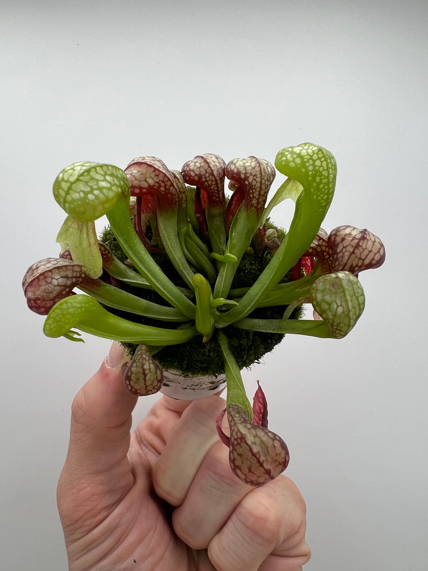 Darlingtonia californica (Cobra Pitcher Plant) - Seed Grown #163