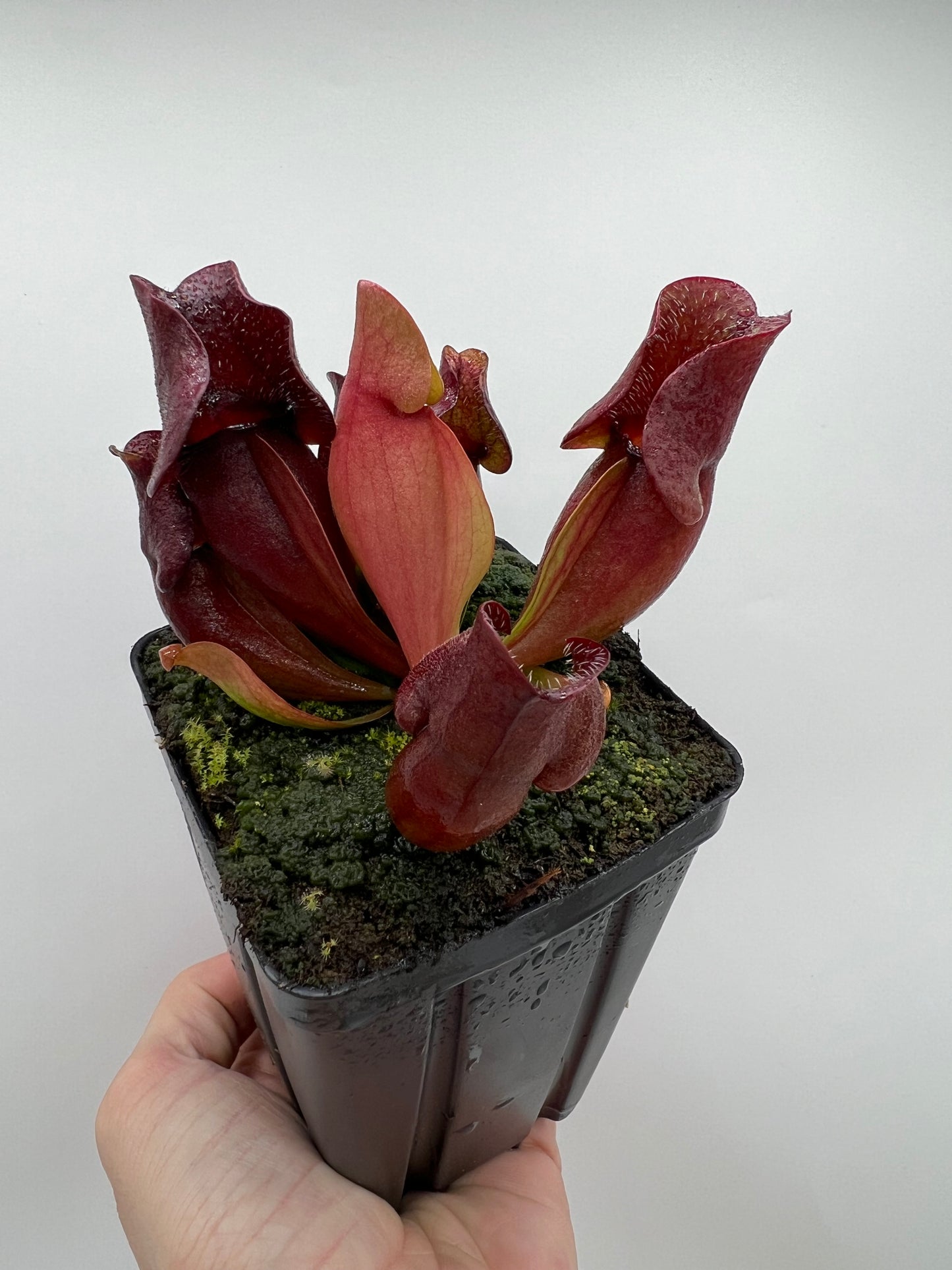 Sarracenia purpurea ssp. venosa (Brunswick Co, NC x Carteret Co, NC) - Seed Grown #4
