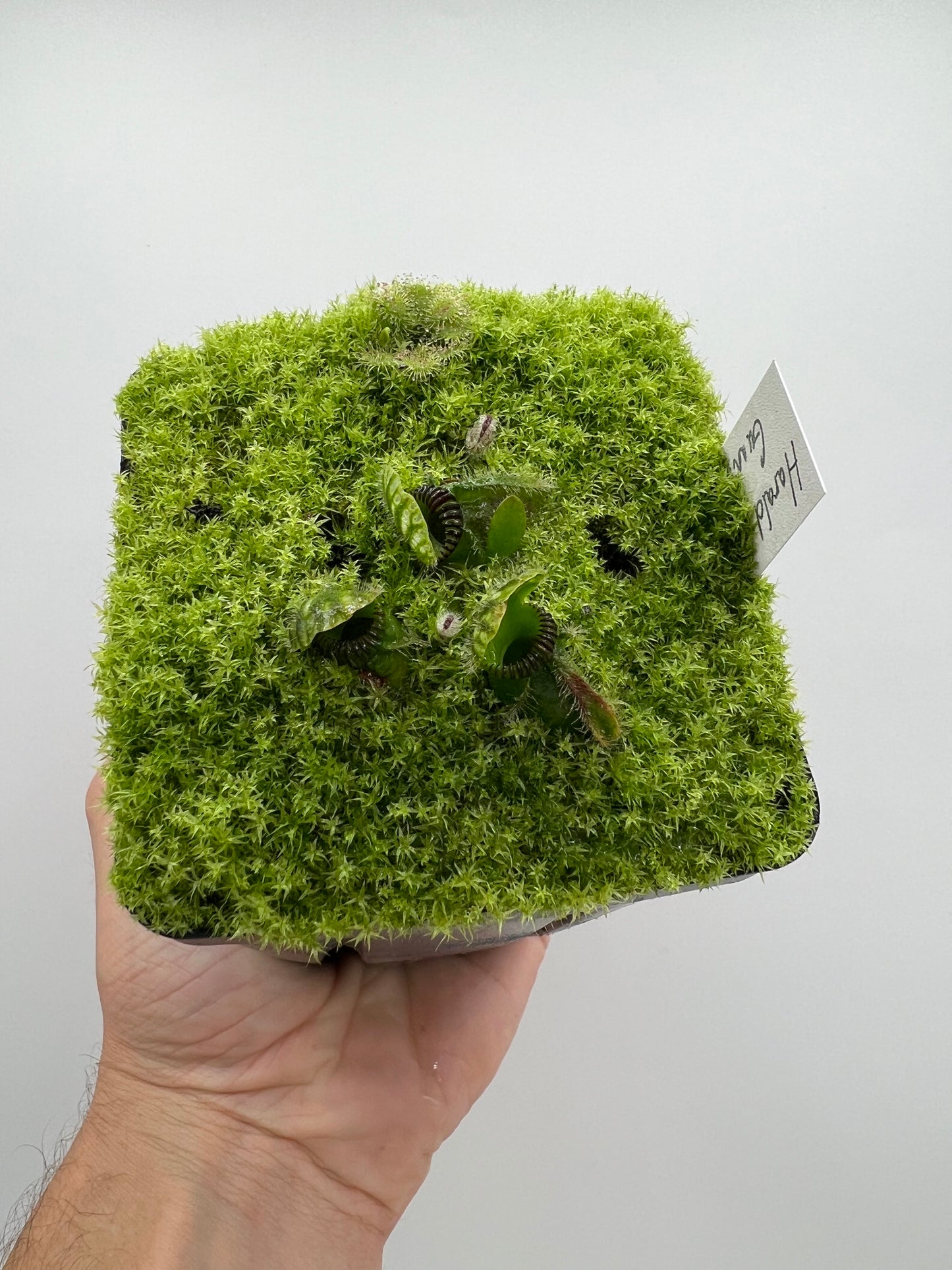 Cephalotus follicularis “Harald Weiner Giant” (aka True Giant) - *Rare*