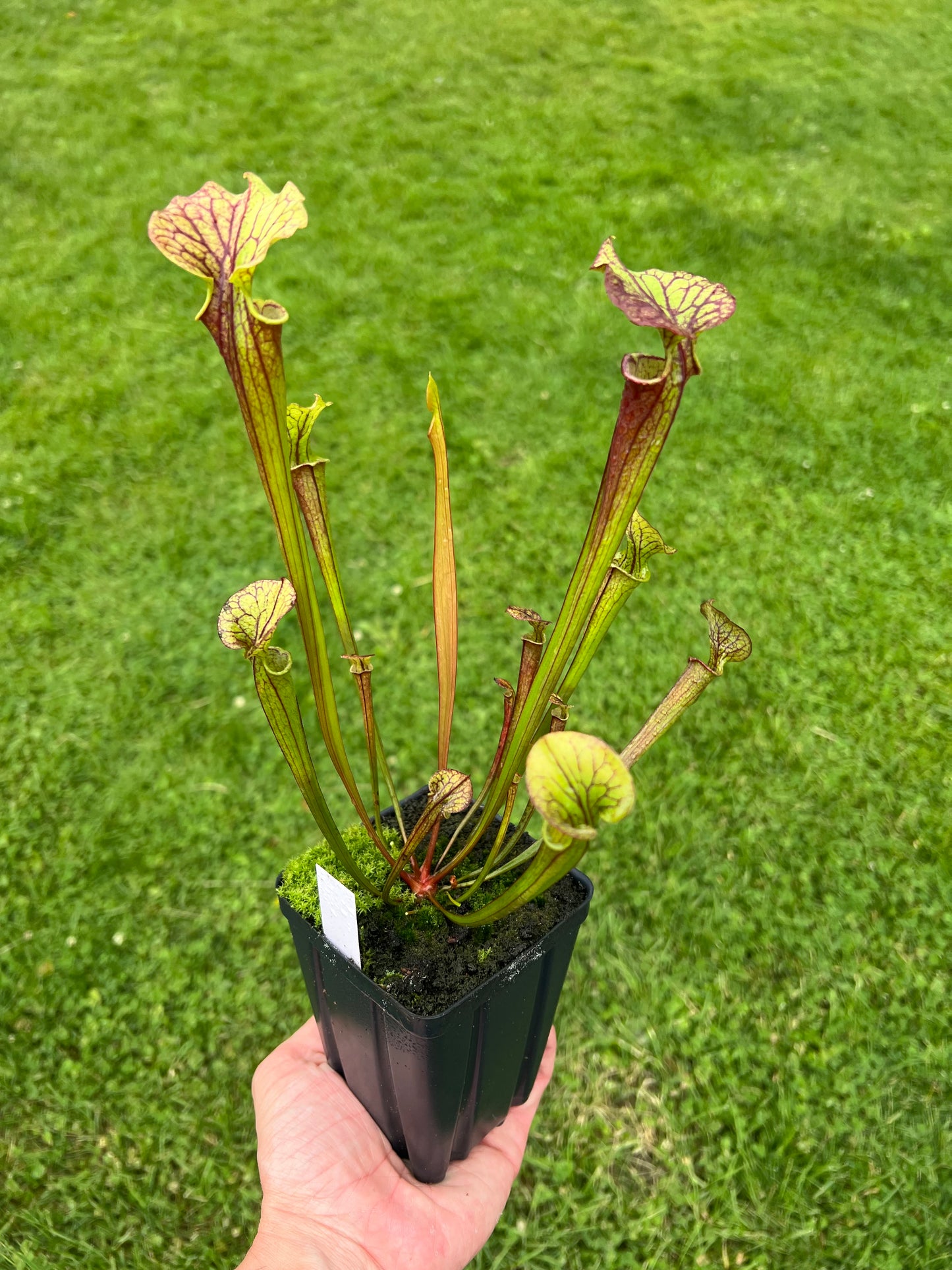 Sarracenia flava var. rubricorpora x “Strawberry Milkshake” - Seed Grown #4