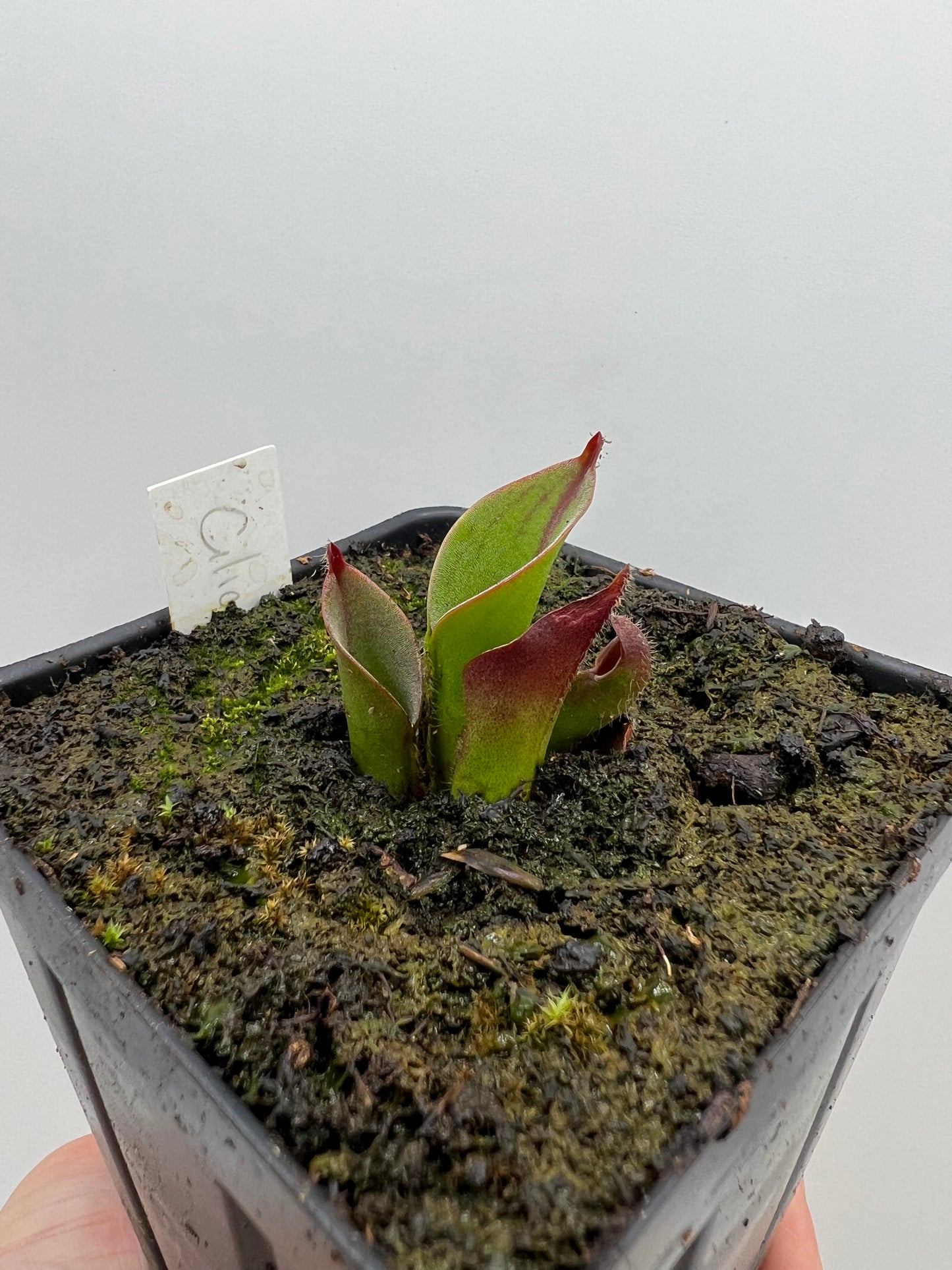 Heliamphora ciliata