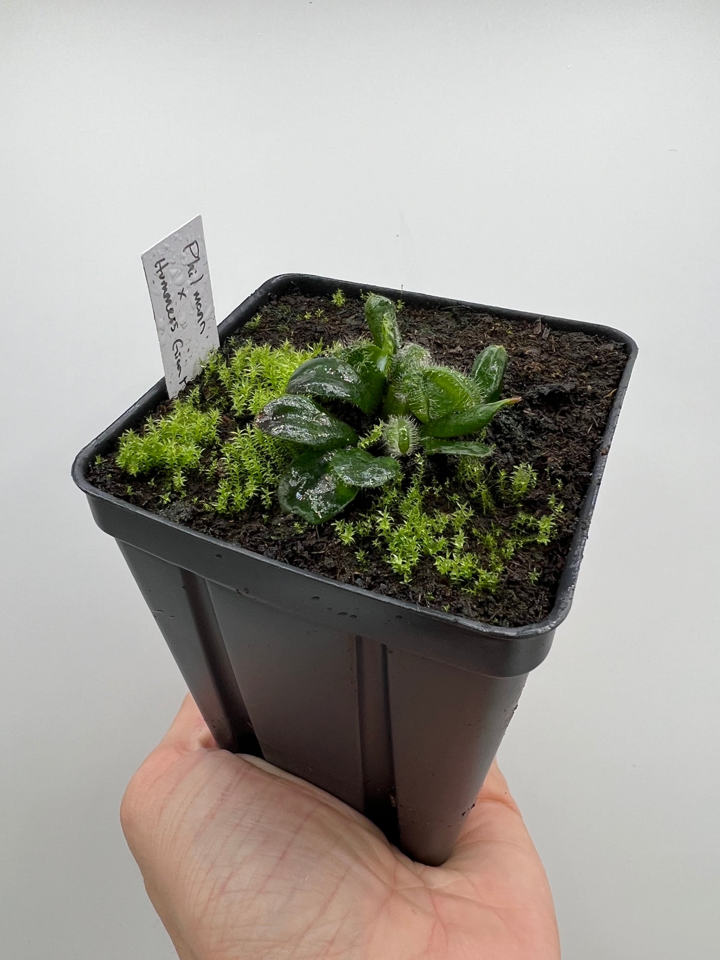 Cephalotus follicularis “Phil Mann” x “Hummers Giant”