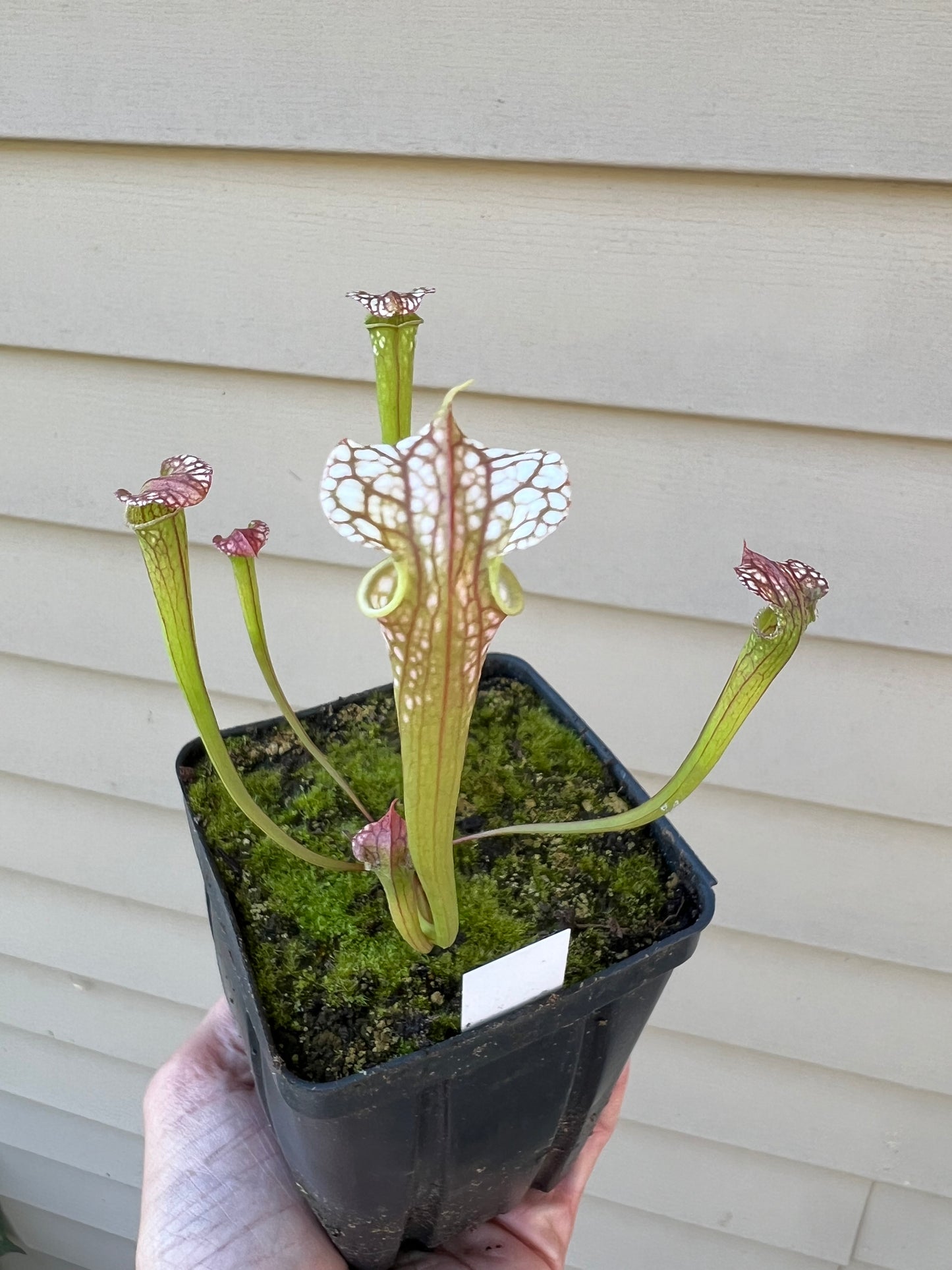 Sarracenia “Strawberry Milkshake” x ‘Adrian Slack’ - Seed Grown #1