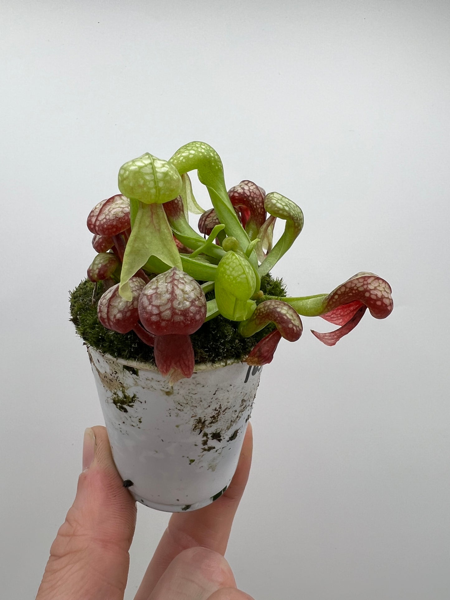 Darlingtonia californica (Cobra Pitcher Plant) - Seed Grown #163