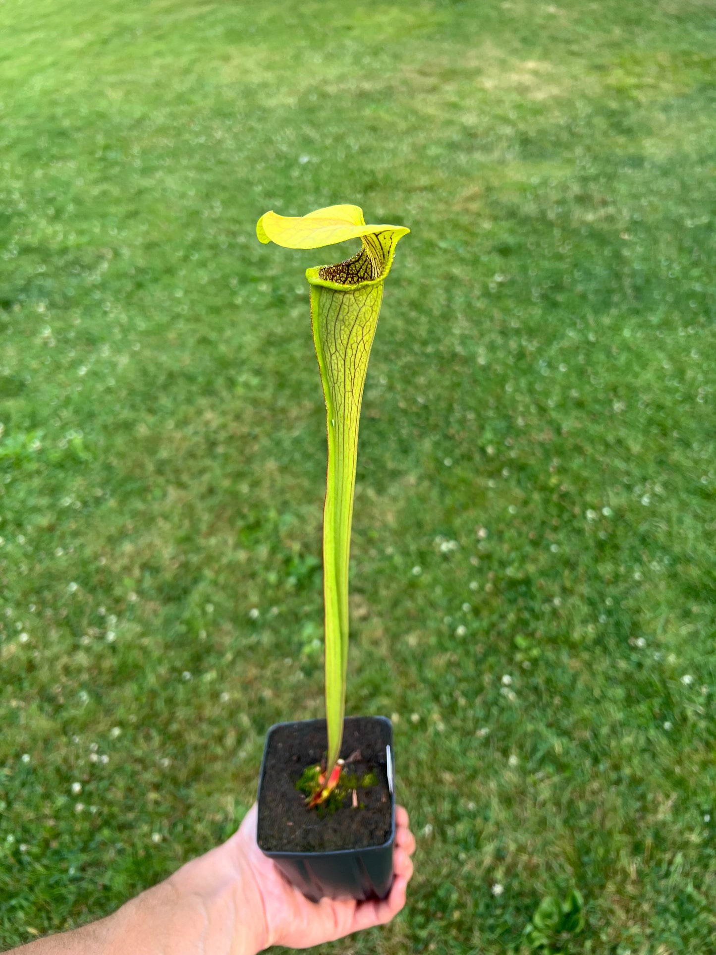 Sarracenia alata (Beauregard Parish, LA)