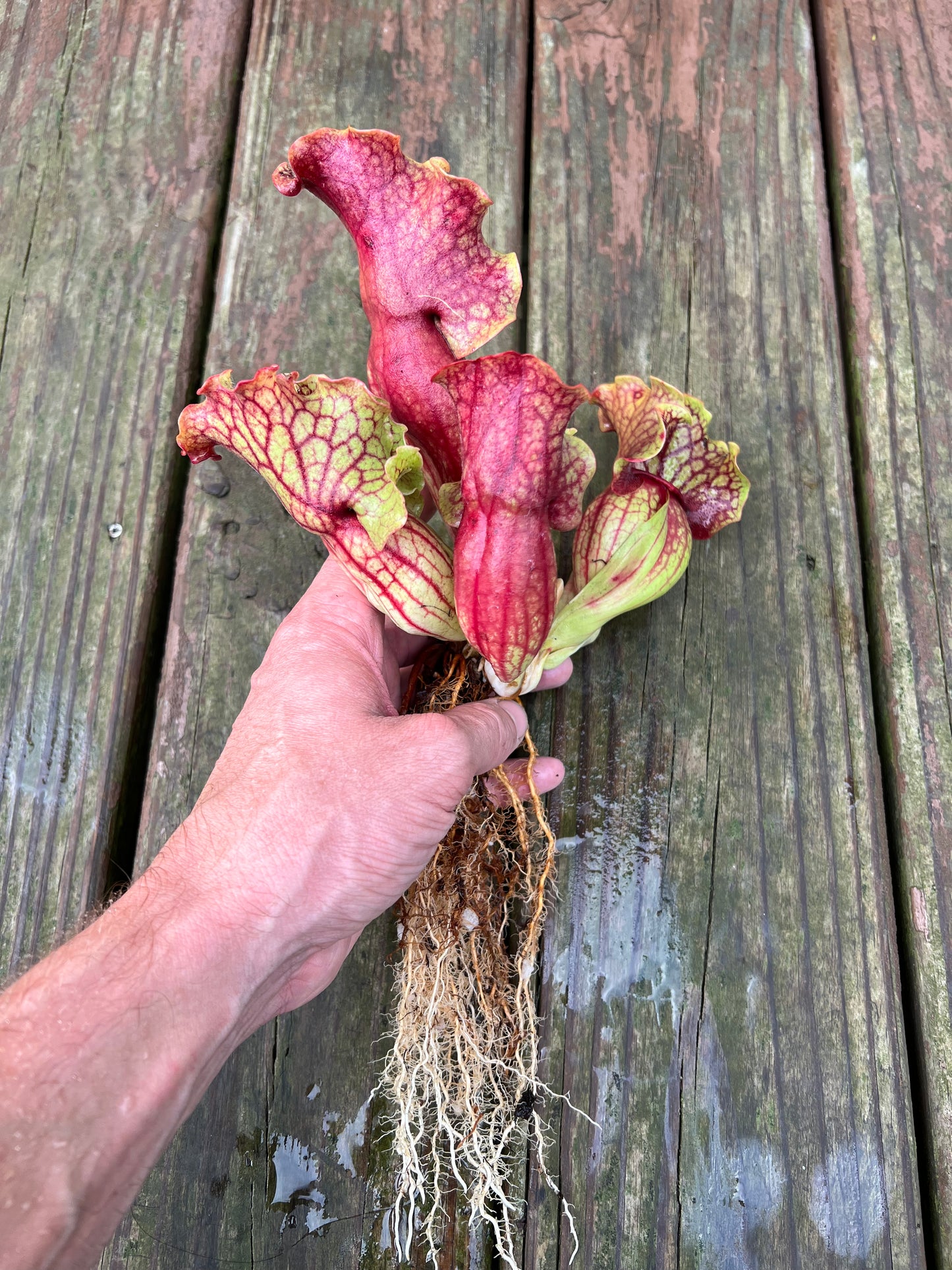Sarracenia purpurea “Rufflestiltskin”