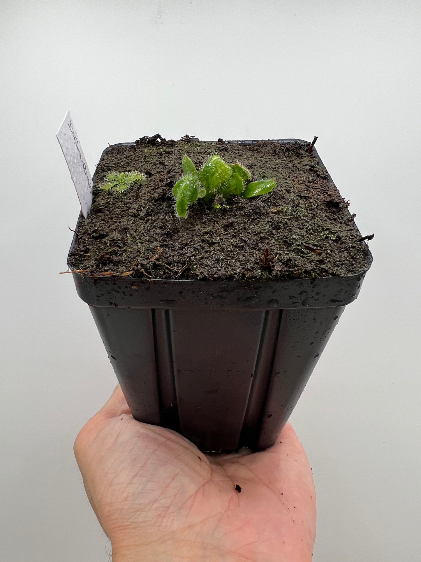 Cephalotus follicularis “Diflora giant”