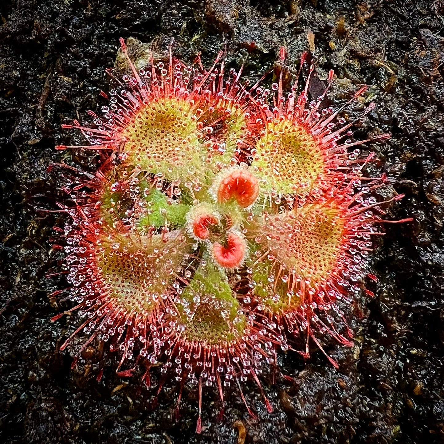 Drosera burmannii - Single, Bare Root