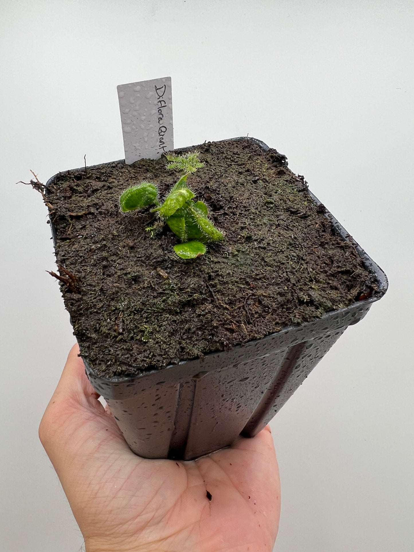 Cephalotus follicularis “Diflora giant”