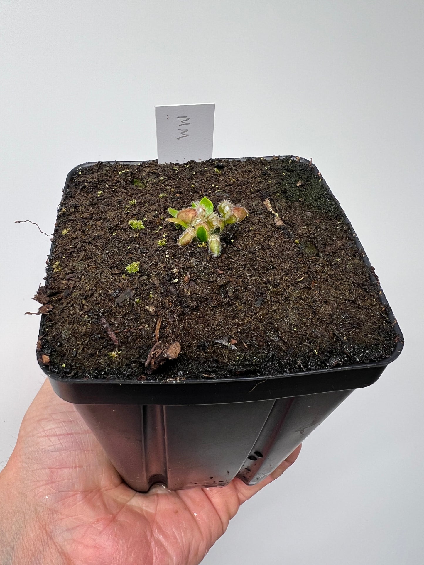 Cephalotus follicularis “Mighty Midget” - *Rare*