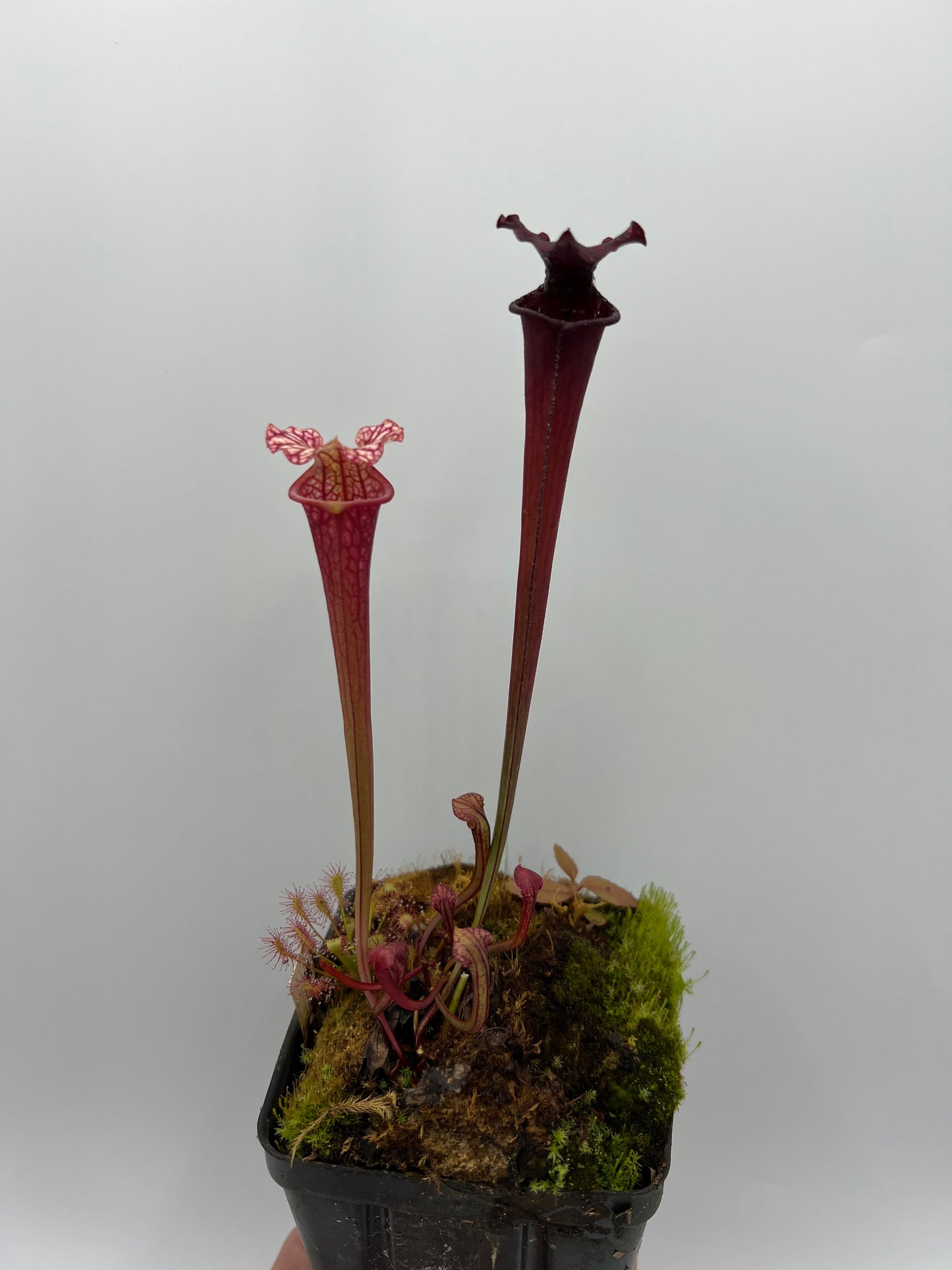 Sarracenia ‘Purple Lips’ x flava var. rubricorpora (Liberty Co, FL) - Seed Grown
